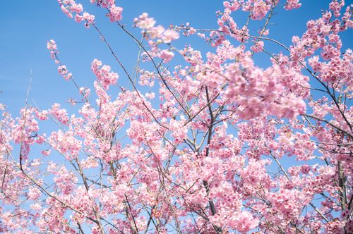 Free Vibrant cherry blossoms in full bloom against a bright blue sky, symbolizing spring beauty and renewal. Stock Photo