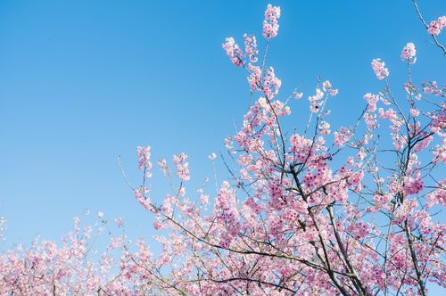 Free Vibrant cherry blossoms in full bloom under a clear blue sky, capturing the essence of spring. Stock Photo