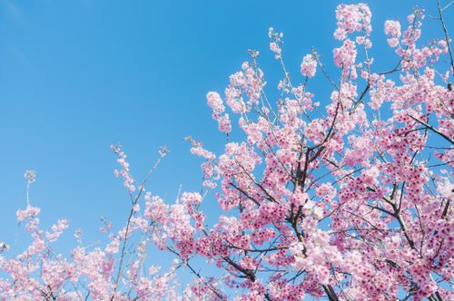 Free Beautiful cherry blossoms against a clear blue sky, capturing the essence of spring. Stock Photo
