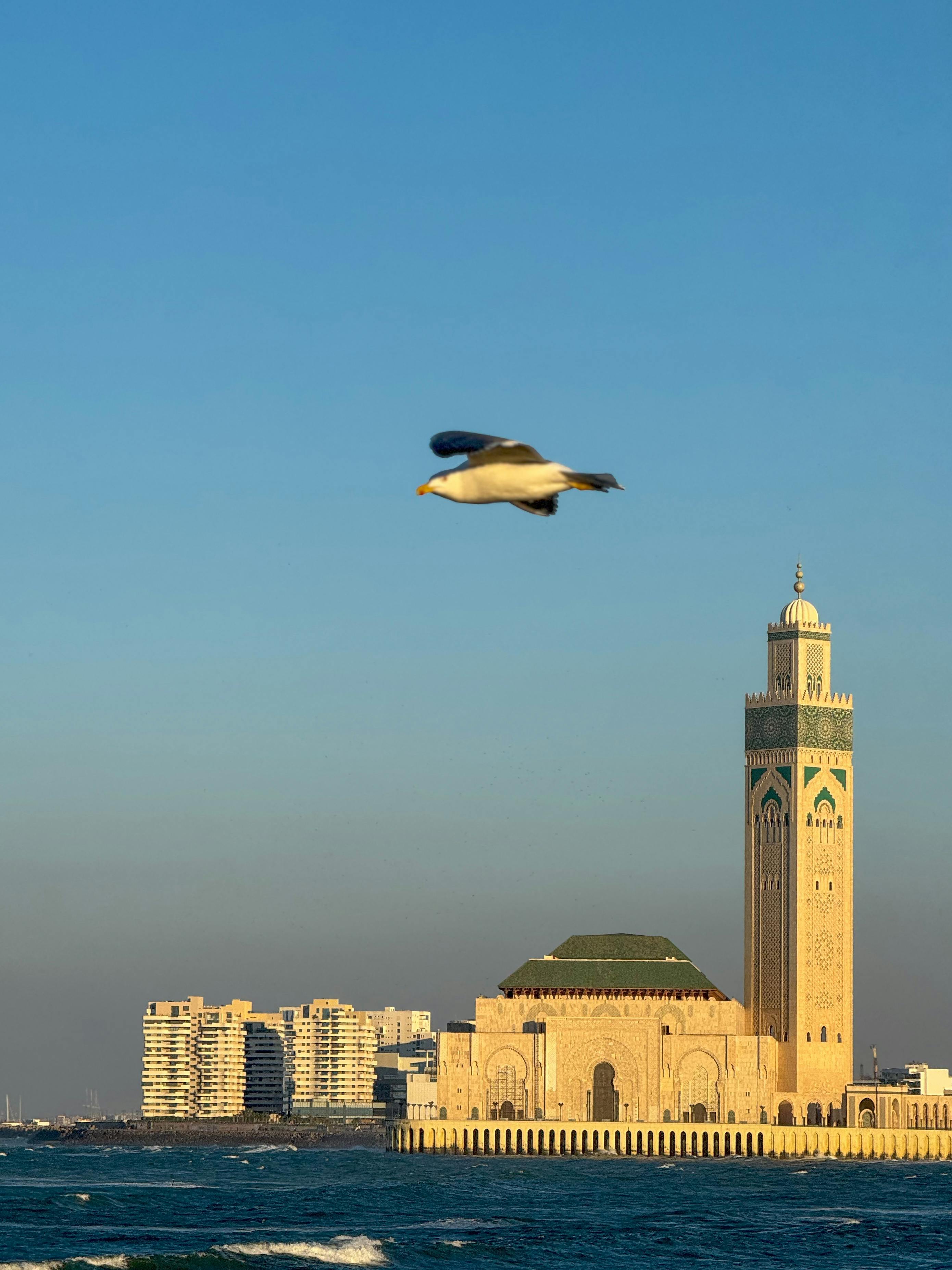 Gratis Una veduta panoramica della Moschea di Hassan II e di un gabbiano in volo a Casablanca, in Marocco, al tramonto. Foto a disposizione