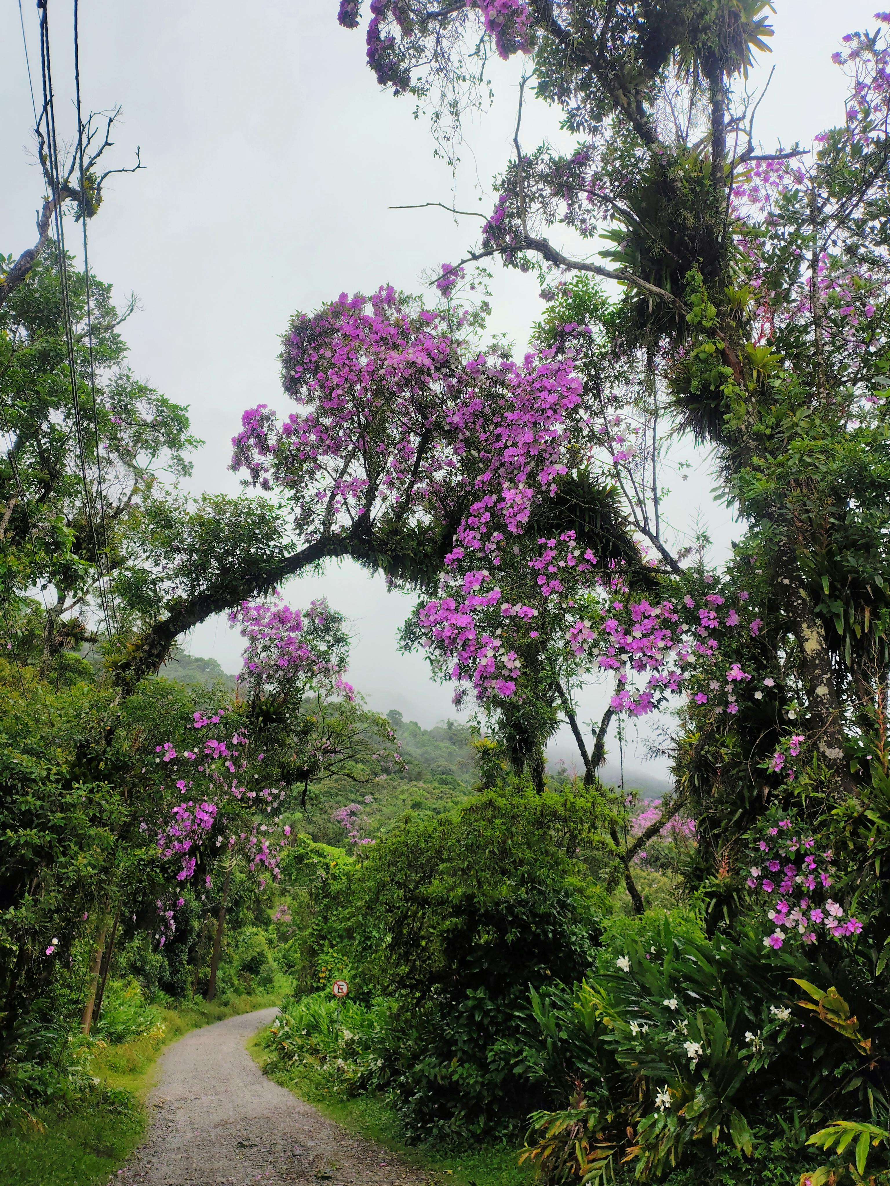 Scenic outdoor path surrounded by green foliage and vibrant purple flowers in a tropical setting.