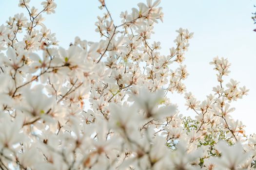 Springtime magnolia blossoms in full bloom with a serene blue sky background.