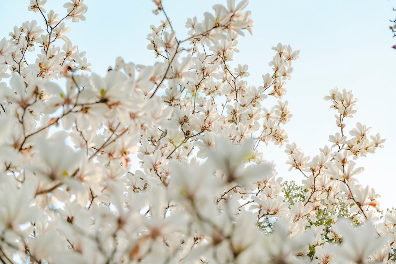 springtime magnolia blossoms in full bloom with a serene blue sky back