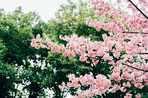 Free Pink cherry blossoms beautifully contrast against lush green foliage, symbolizing springtime renewal. Stock Photo