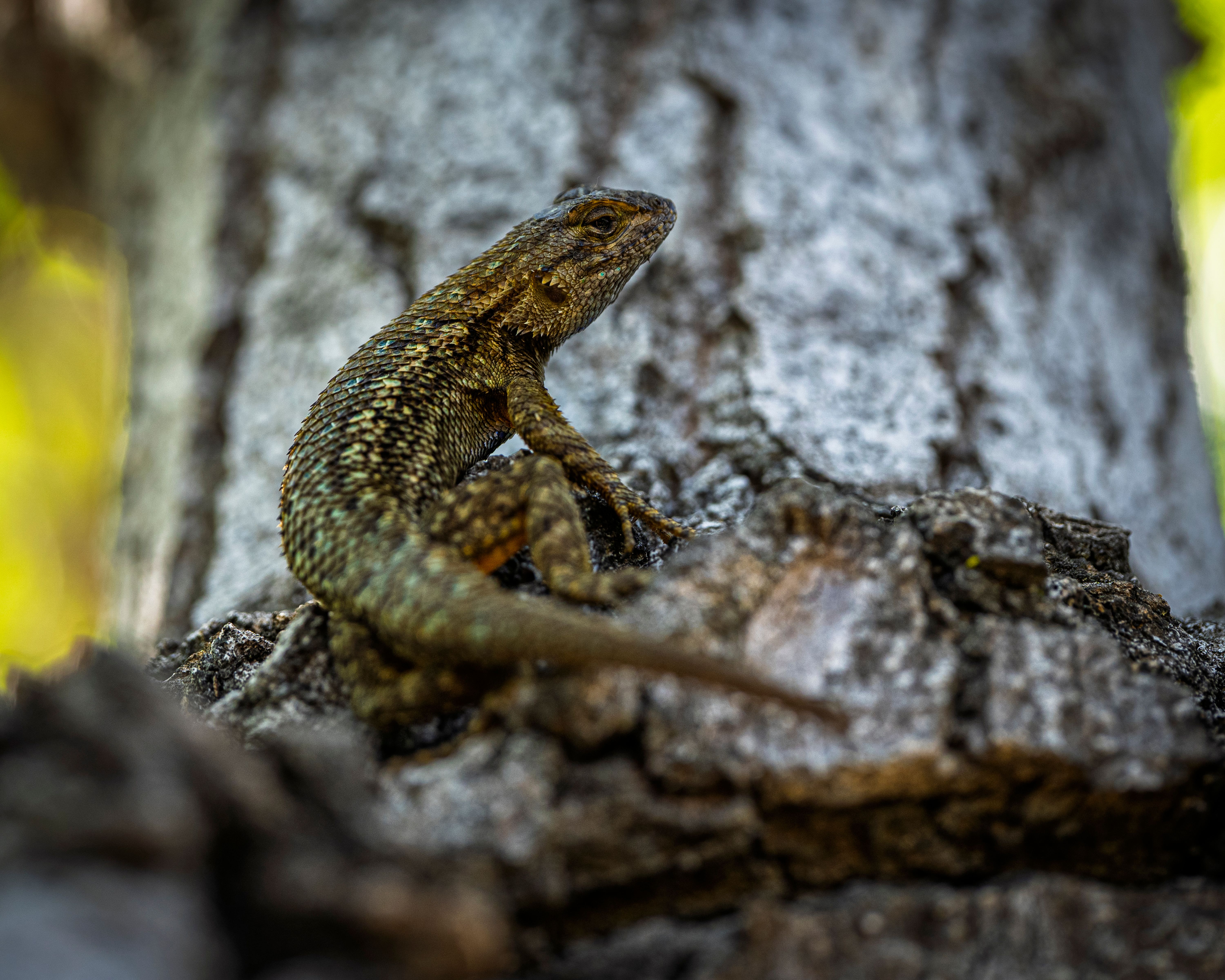 Lizard Resting on Tree Bark in Natural Habitat · Free Stock Photo