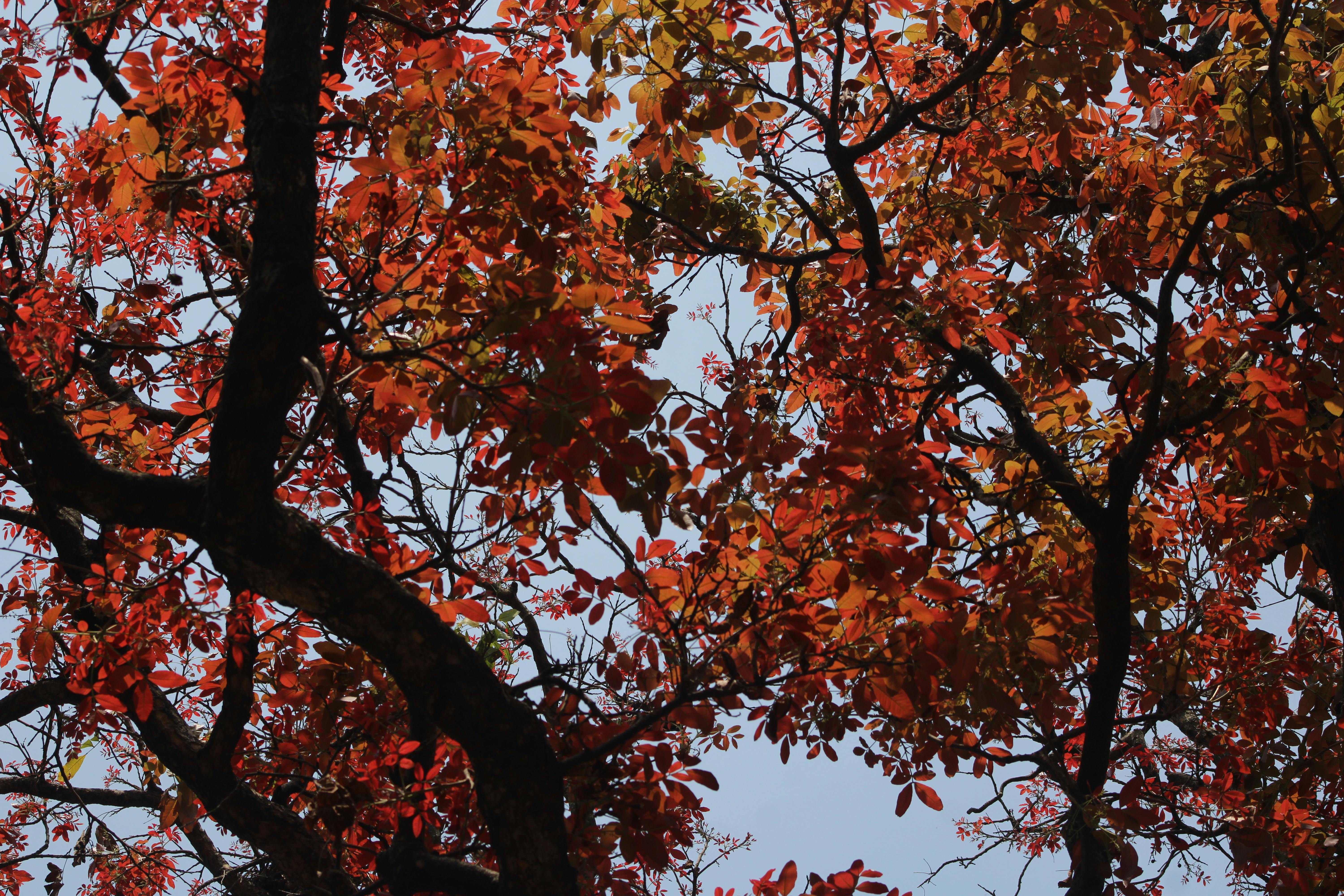 Kostenlos Kostenloses Stock Foto zu außen landschaft, baum, bäume Stock-Foto