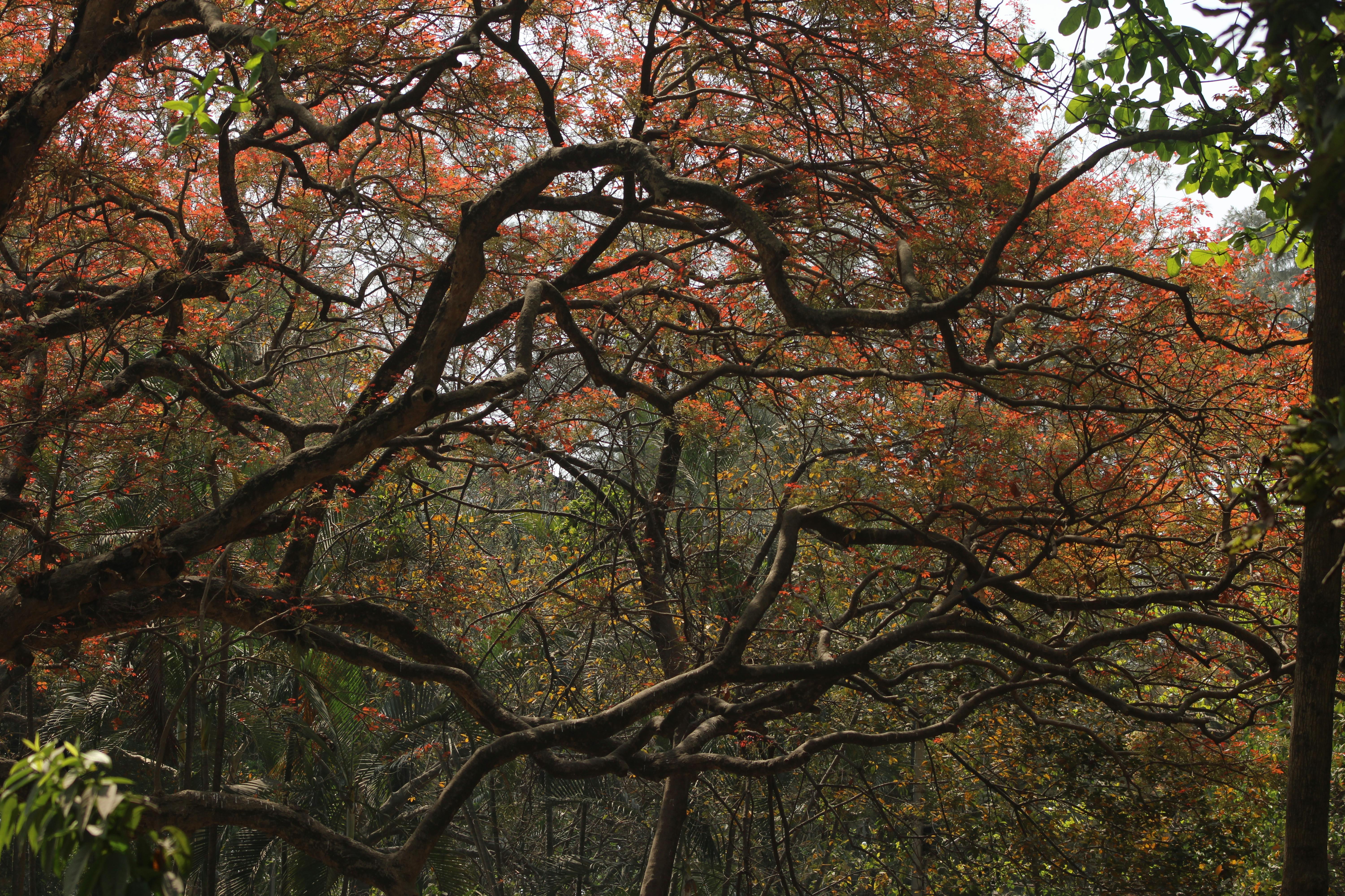 Kostenlos Wunderschön gewundene Äste vor dem Hintergrund eines herbstlich gefärbten Waldes – ein Beweis für die Kunstfertigkeit der Natur. Stock-Foto