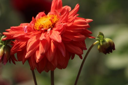 A close-up image of a vibrant red dahlia flower in full bloom under sunlight.
