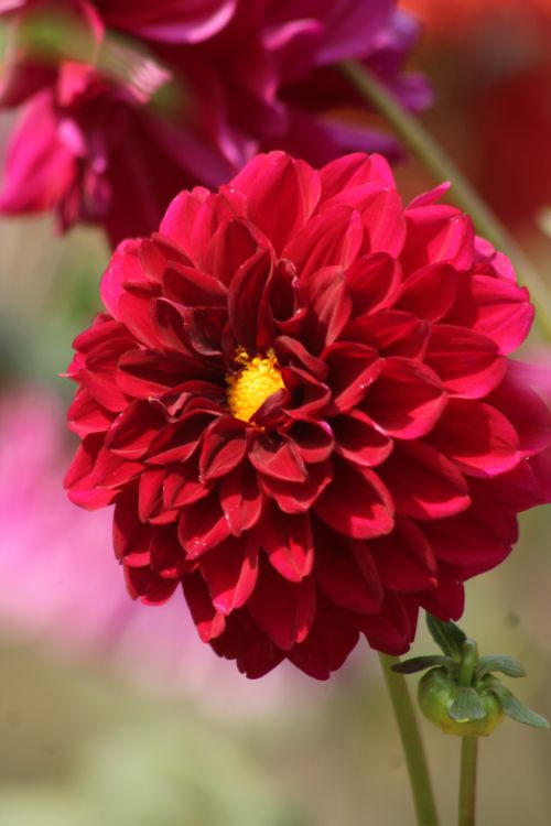 Free Close-up of a vibrant red dahlia flower in full bloom with soft focus background. Stock Photo