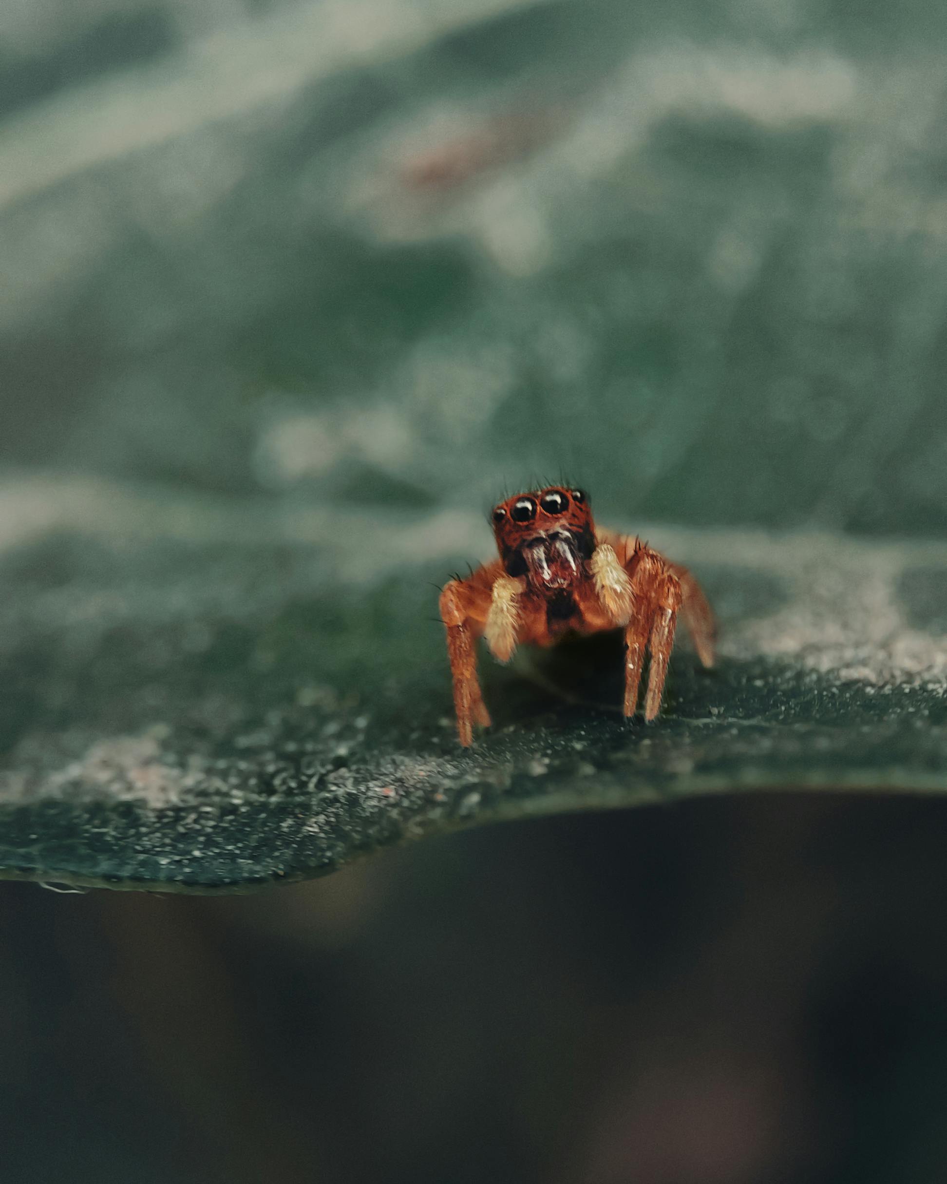 Gratuit Gros plan d'une araignée sauteuse colorée perchée sur une feuille. Photos