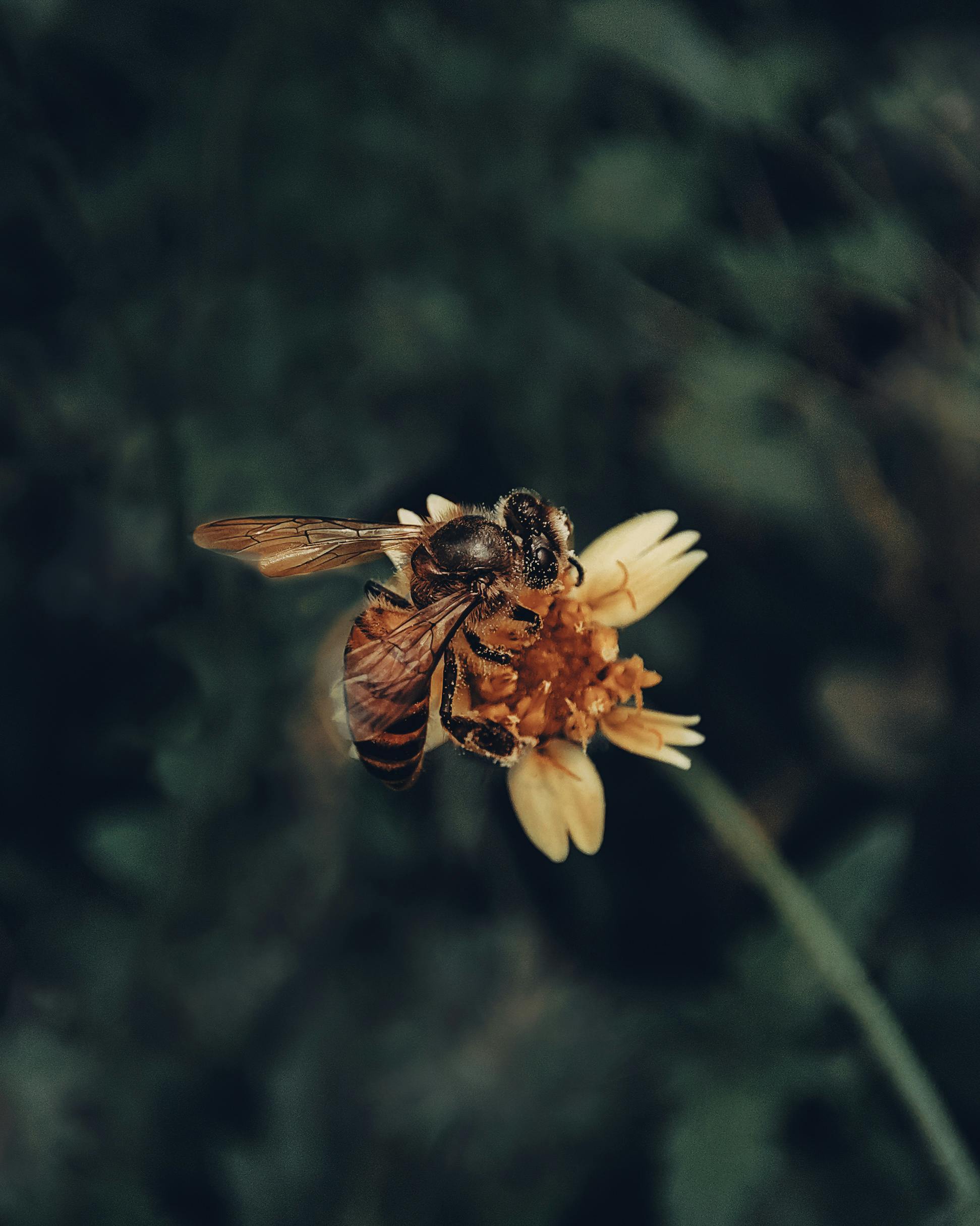 grátis Imagem detalhada de uma abelha melífera (Apis mellifera) polinizando uma flor em um ambiente natural. Foto profissional