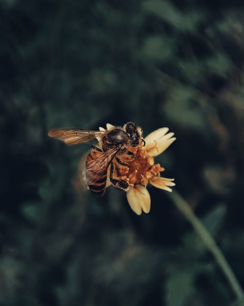 Free Detailed image of a honey bee (Apis mellifera) pollinating a flower in a natural setting. Stock Photo