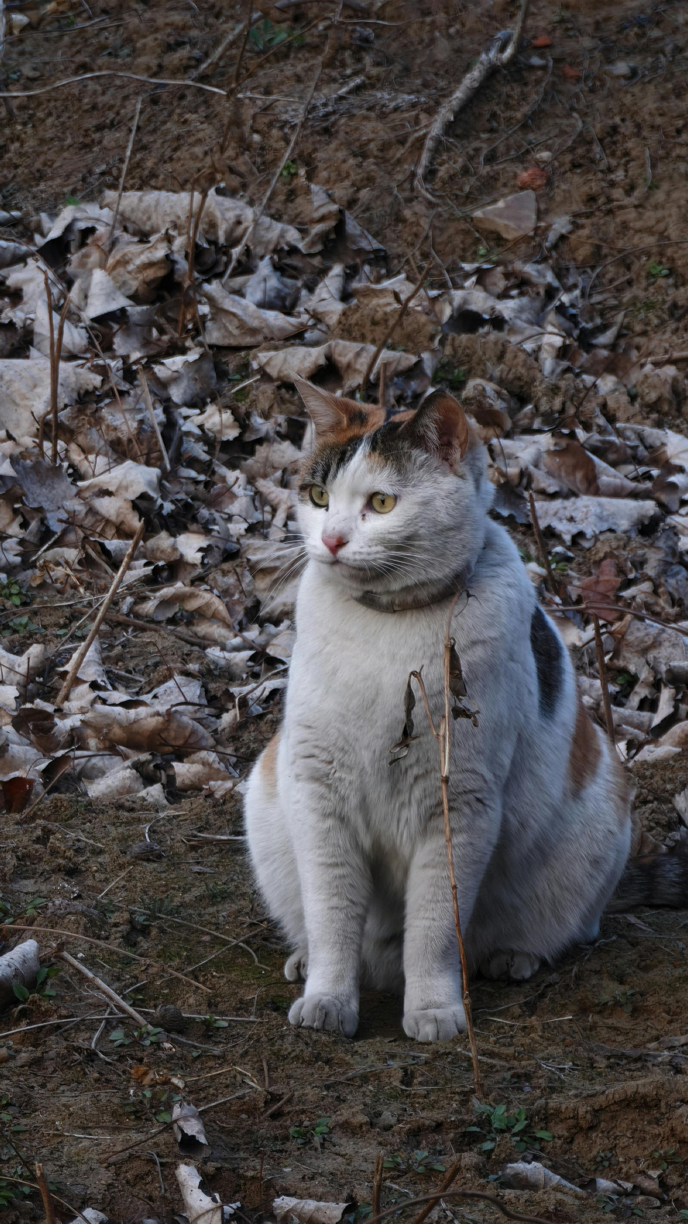 grátis Uma gata tricolor senta-se atentamente entre folhas caídas em um cenário outonal. Foto profissional
