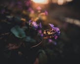 Vibrant Violet Flowers in Golden Sunset Light