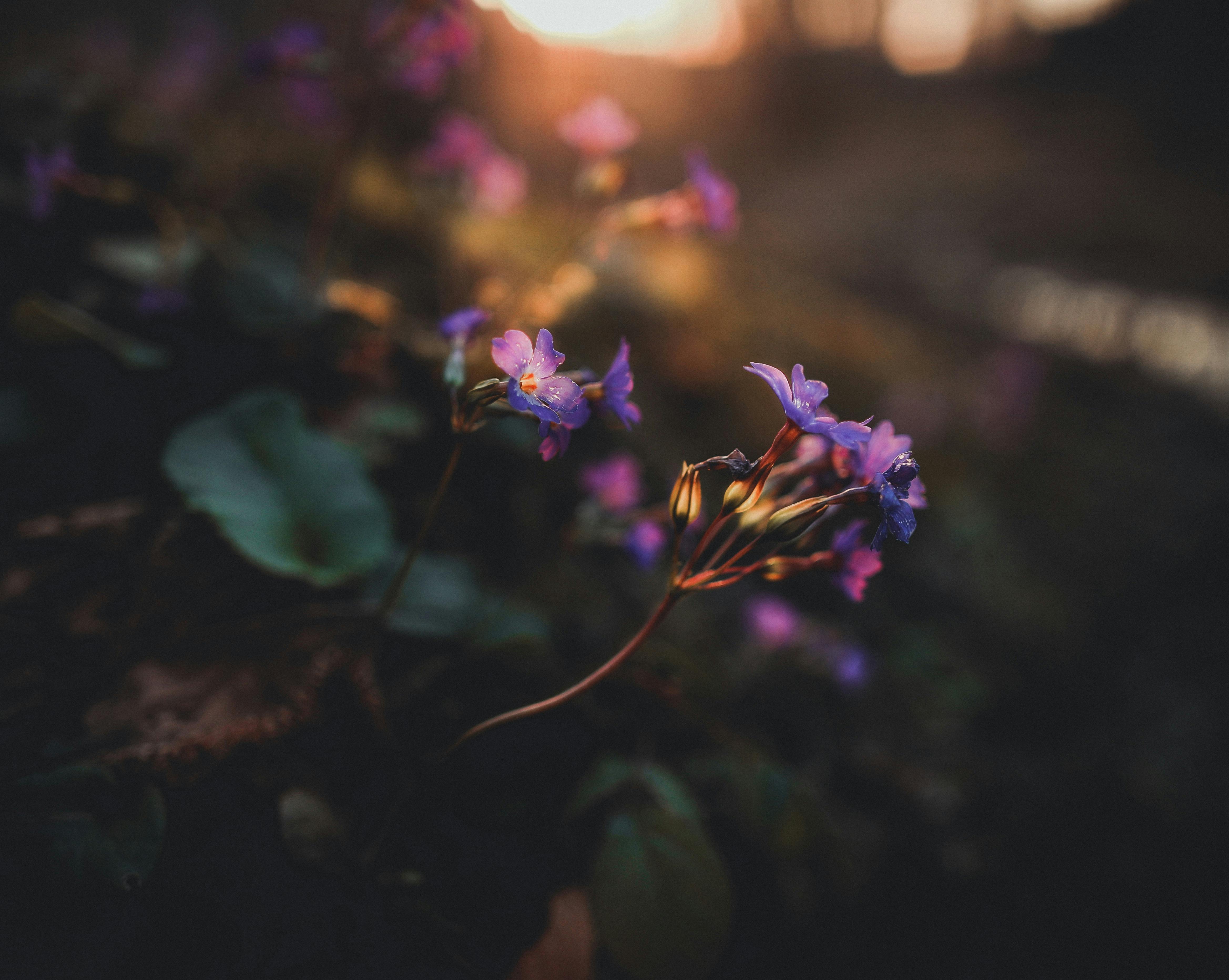 Vibrant Violet Flowers in Golden Sunset Light
