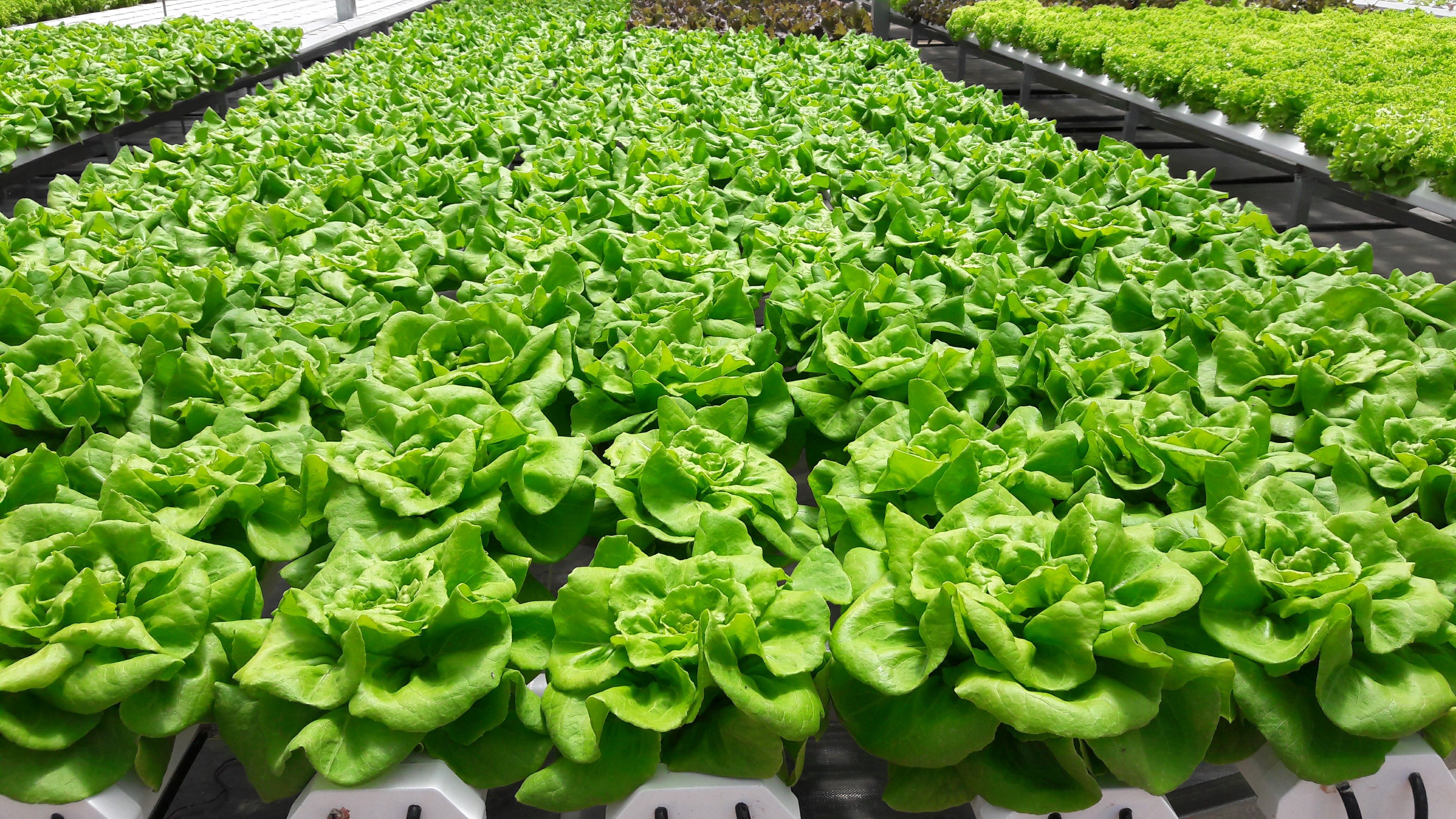 Agrião hidropônico e outras folhosas em bancadas de cultivo protegido