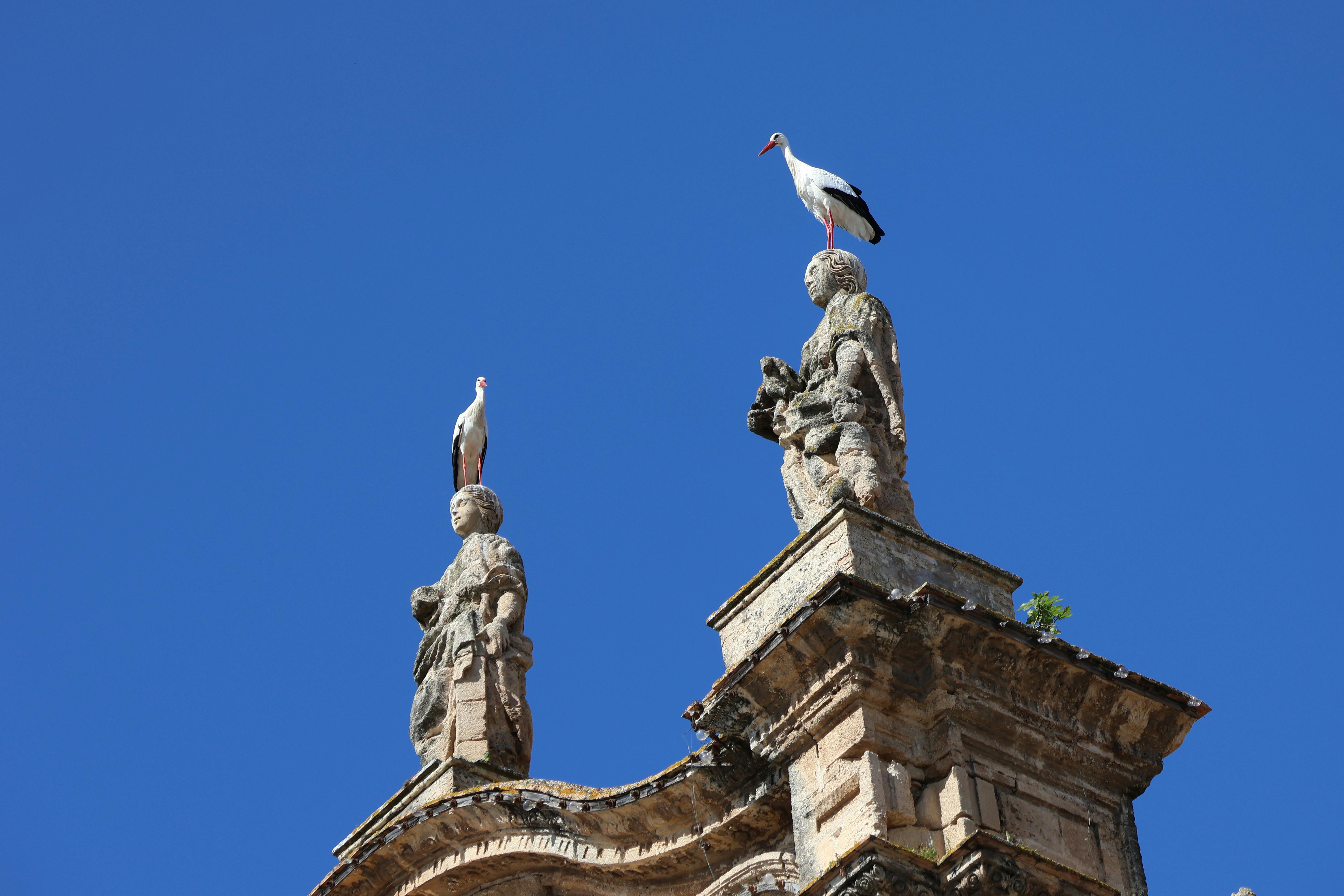 無料 澄み切った青空の下、スペインのエル・プエルト・デ・サンタ・マリアにある歴史的な教会の彫像にコウノトリが止まっていた。 写真素材