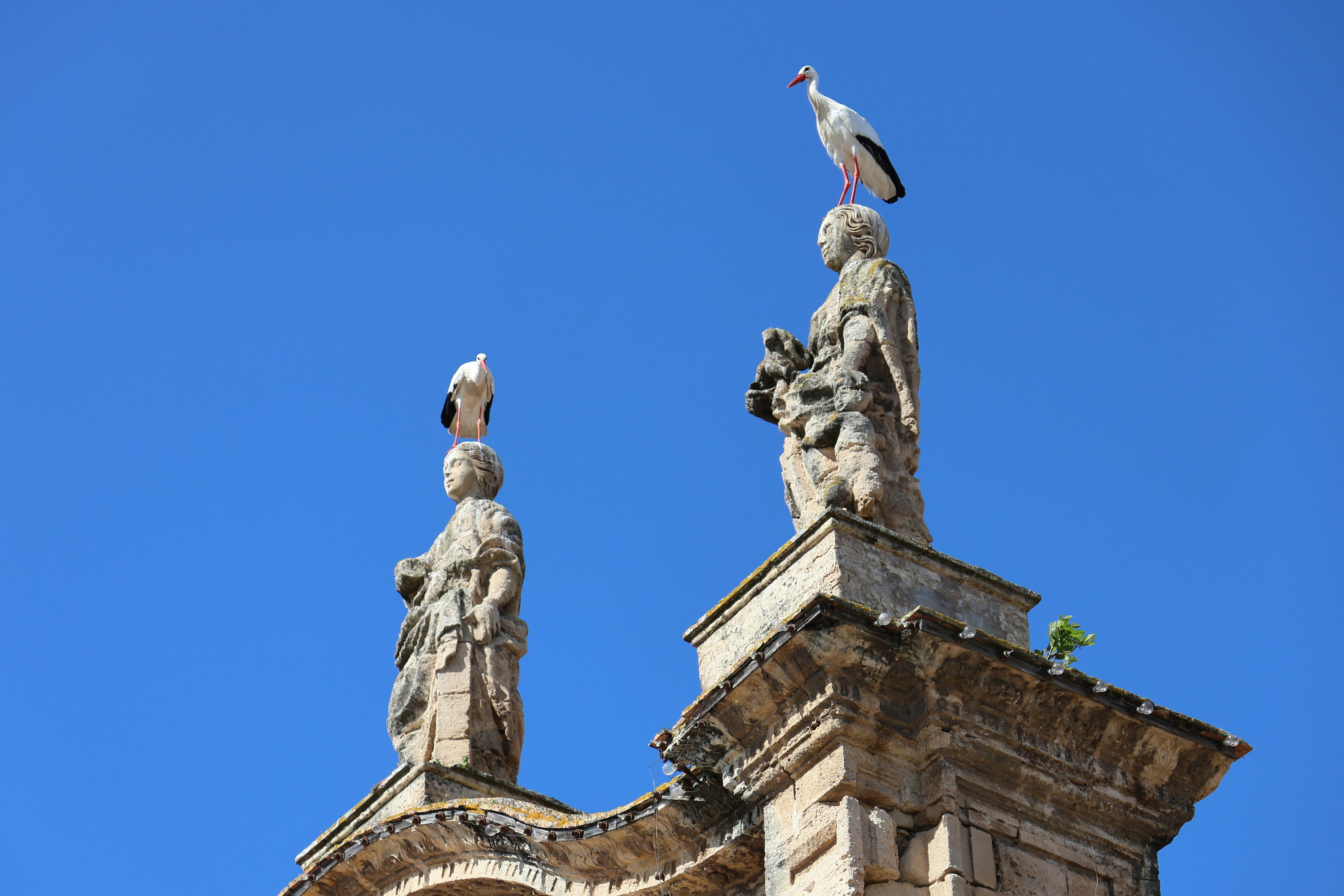 gratis Ooievaars rusten op beelden bij een historische kerk in El Puerto de Santa María, Spanje. Stockfoto