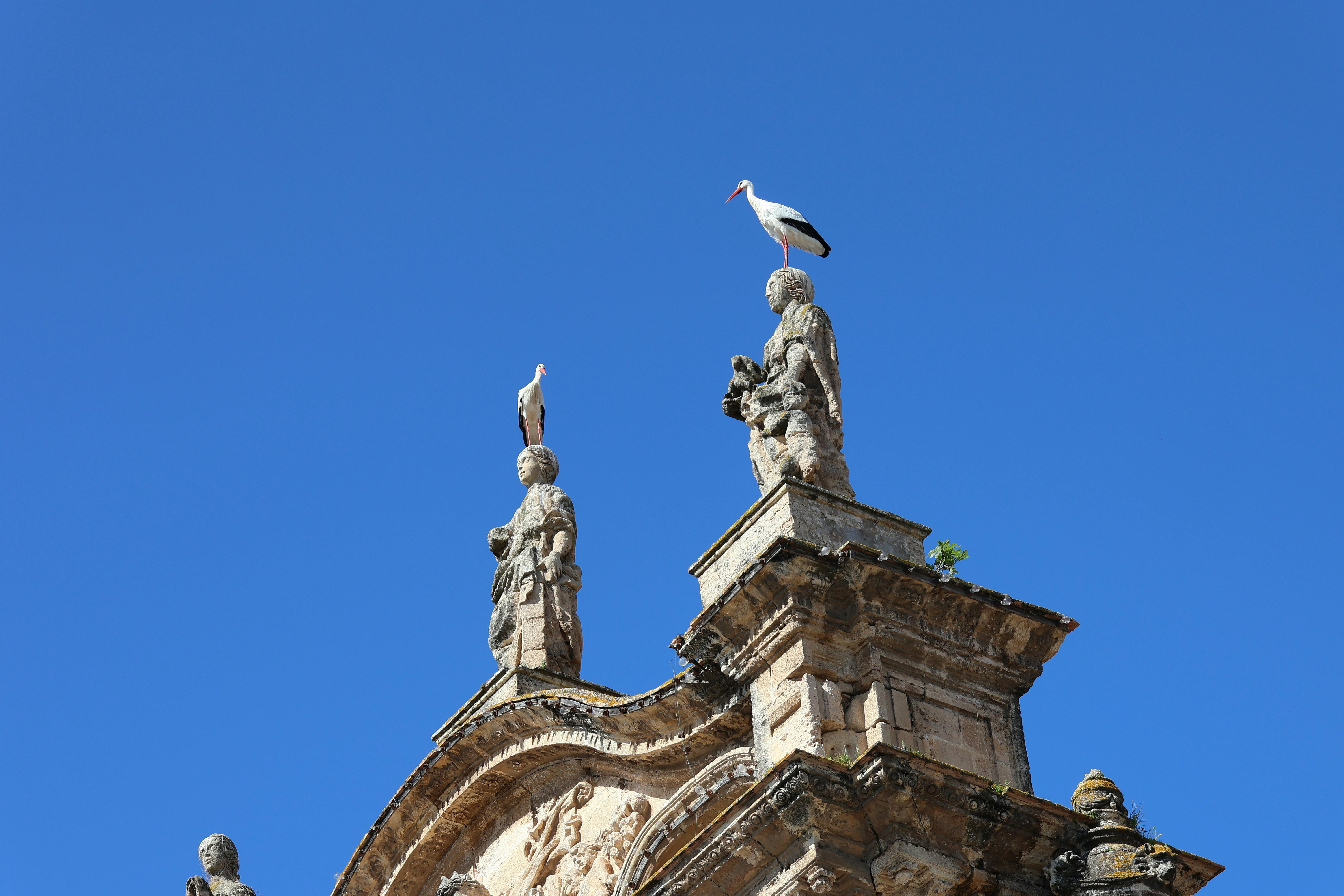 De franc Cigonyes posades sobre estàtues a la part superior d'una església històrica del Port de Santa María, Espanya. Foto d'estoc
