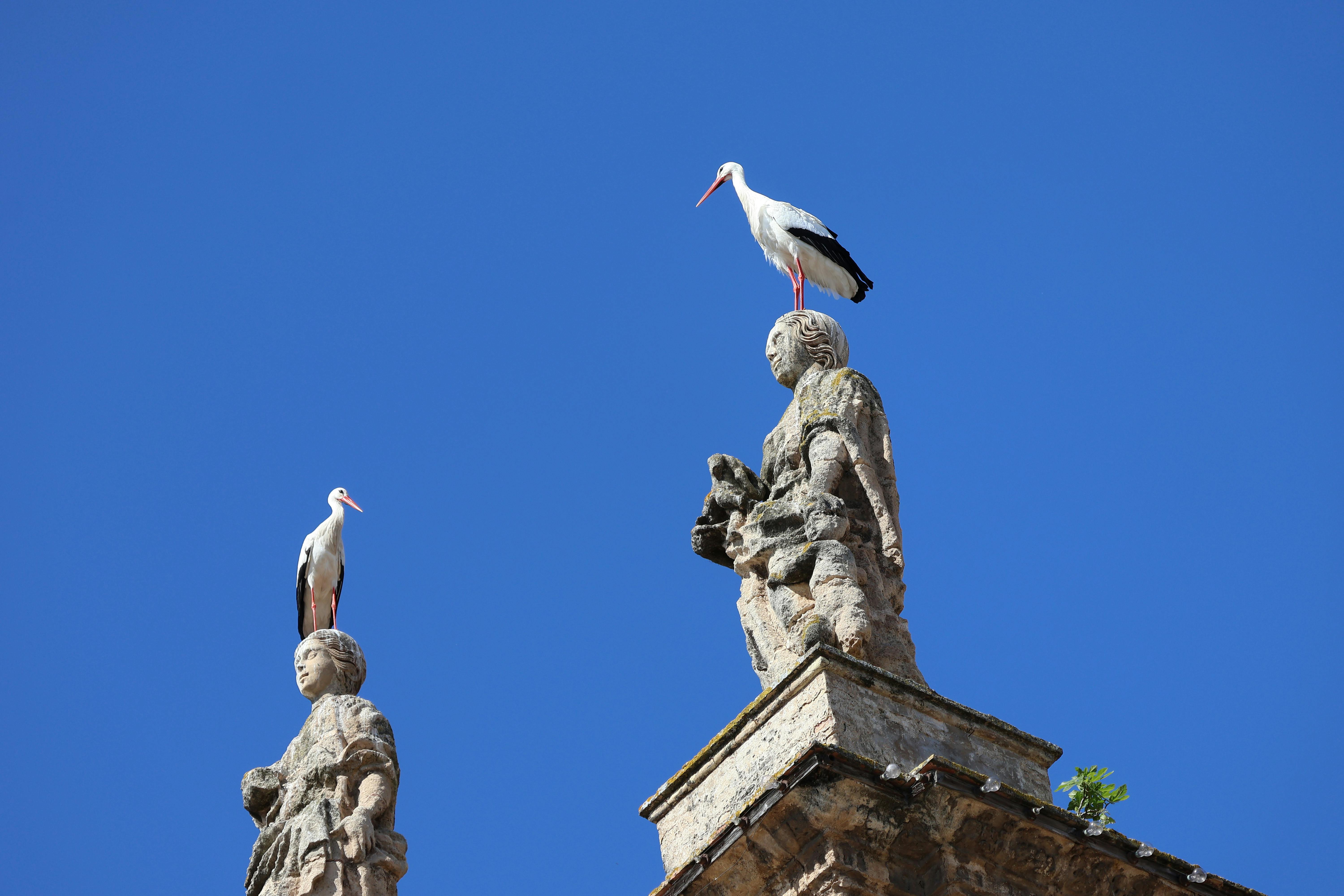 Δωρεάν Δύο πελαργοί σκαρφαλωμένοι πάνω σε αγάλματα σε μια εκκλησία στο Ελ Πουέρτο ντε Σάντα Μαρία, διαμορφωμένοι με φόντο έναν καταγάλανο ουρανό. Φωτογραφία από στοκ φωτογραφιών