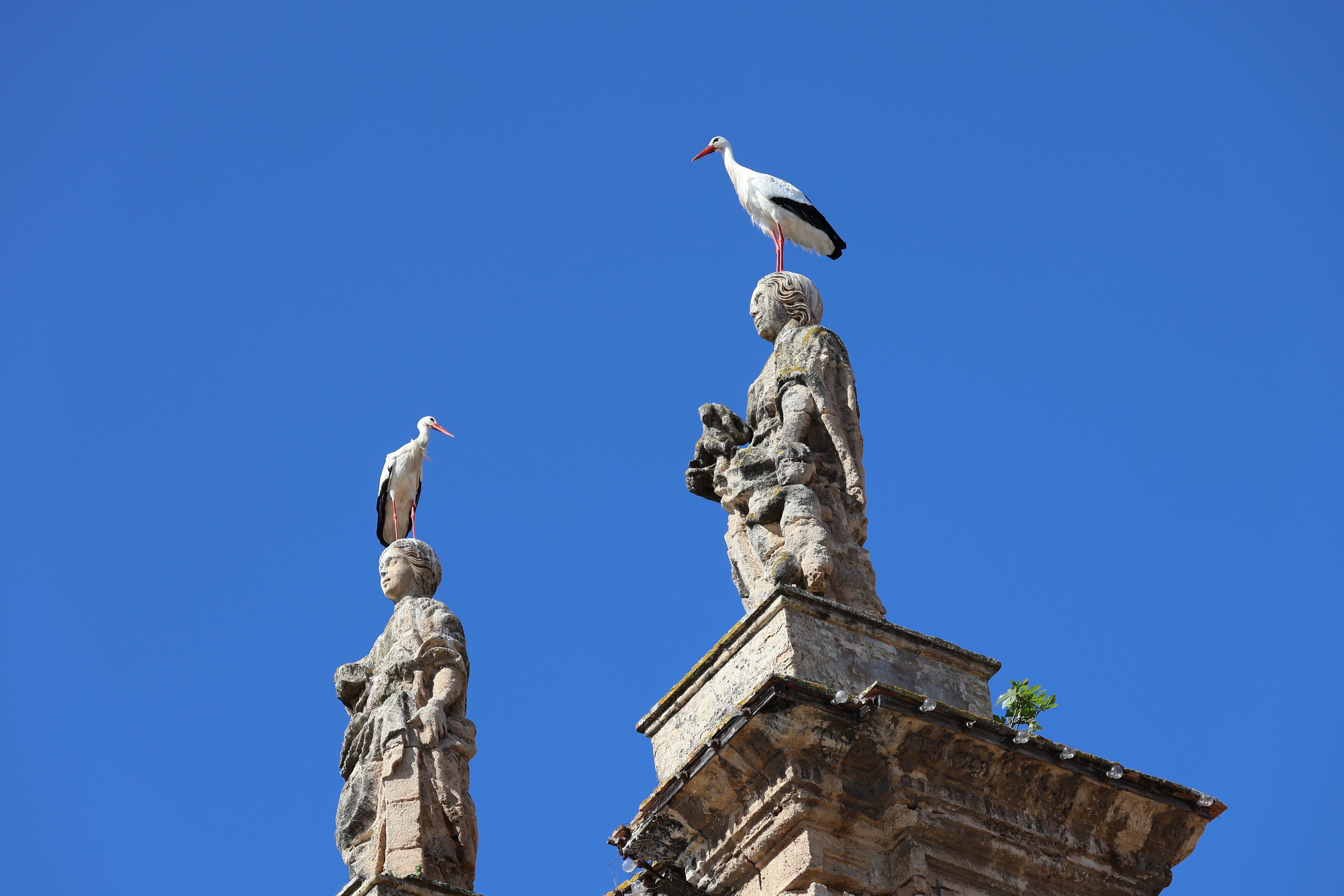 religious bird