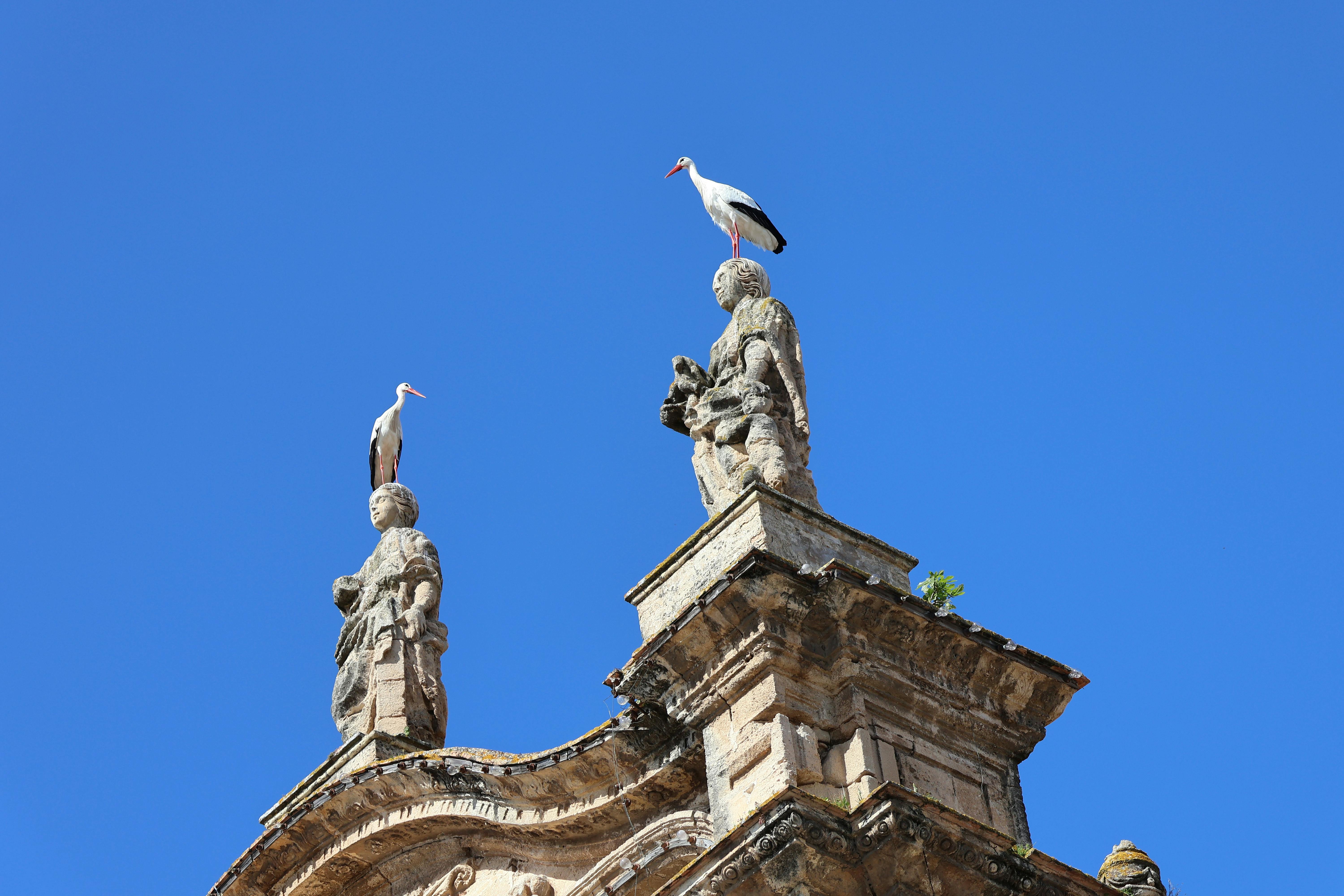 無料 スペイン、エル・プエルト・デ・サンタ・マリアにある歴史的な教会で、2羽のコウノトリが像の上に止まっていた。 写真素材