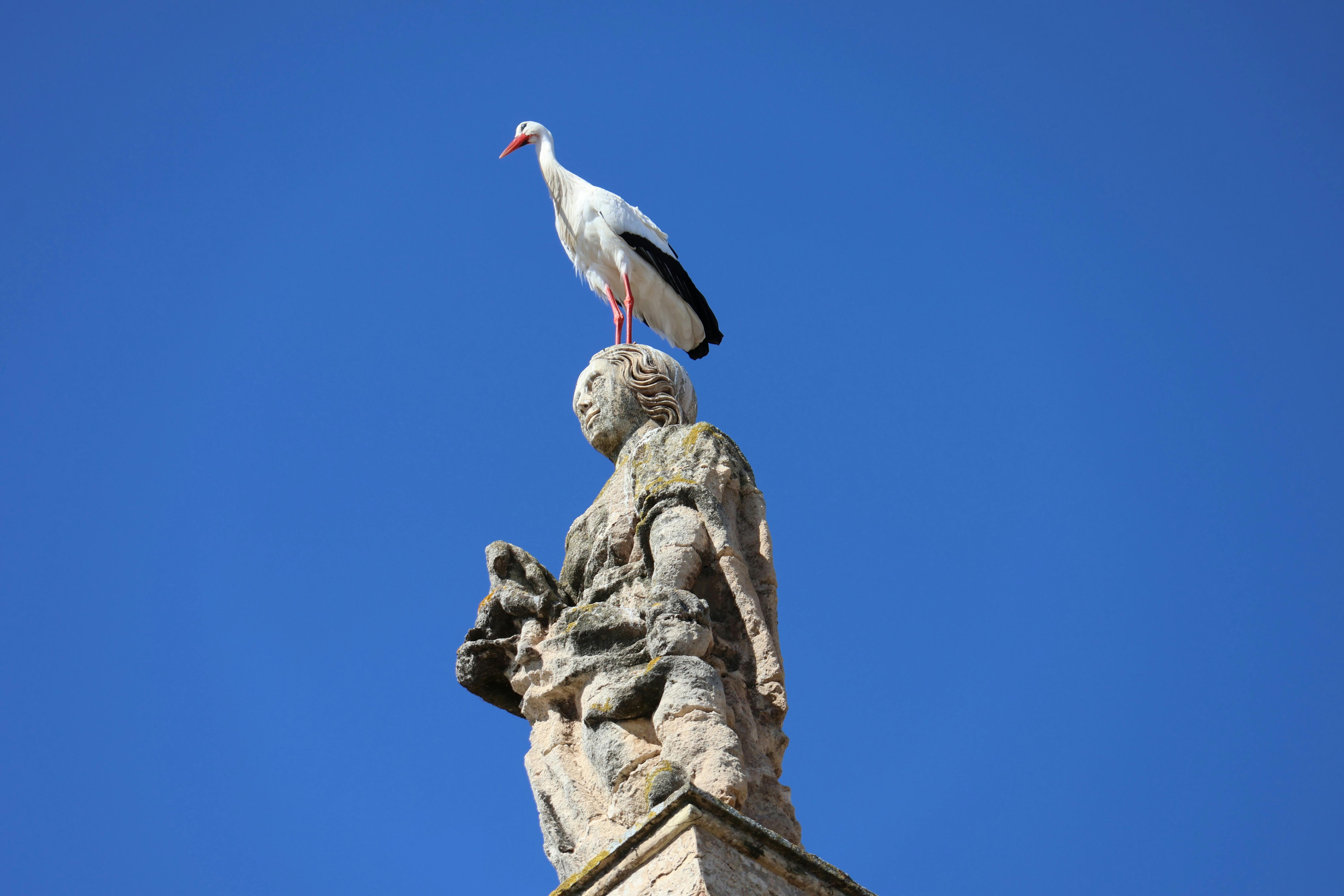 Gratis Una cicogna si posa sulla cima di una statua storica, stagliandosi contro un cielo azzurro e limpido a El Puerto de Santa María, in Spagna. Foto a disposizione