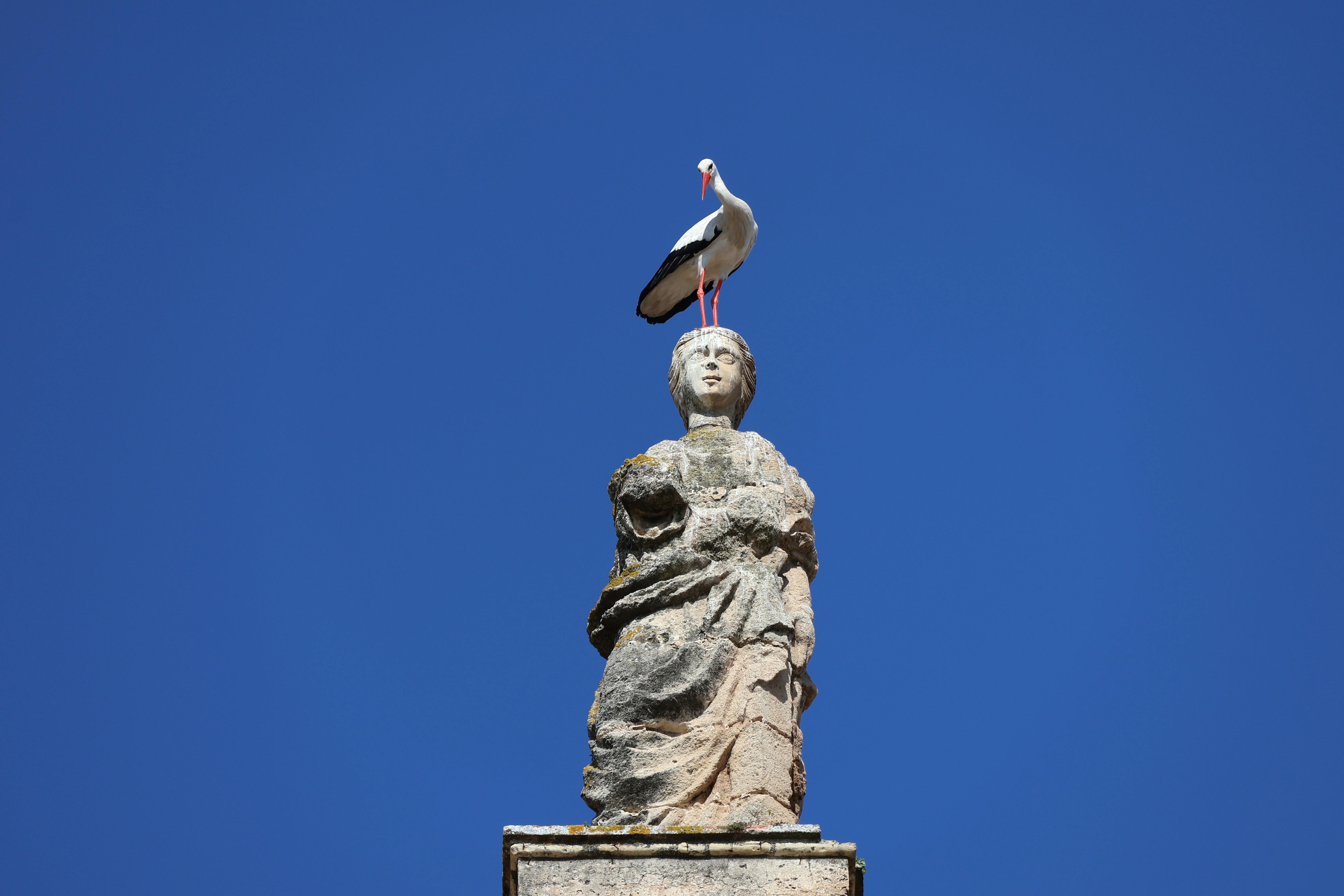 無料 スペイン、エル・プエルト・デ・サンタ・マリアの澄み切った青空を背景に、石像の上に止まるコウノトリ。 写真素材
