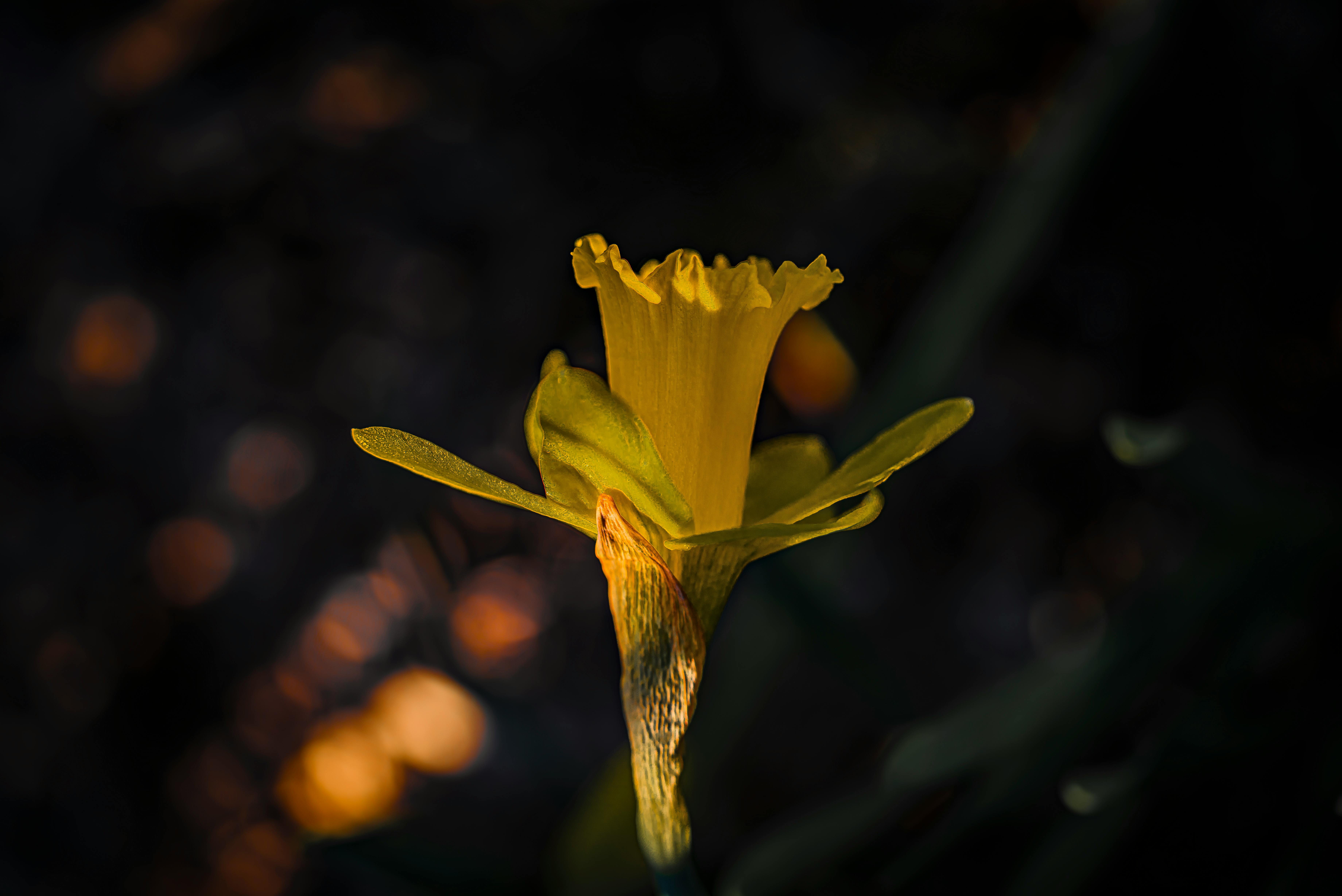 Δωρεάν στοκ φωτογραφιών με dark_photography, narcissus pseudonarcissus, ohio Φωτογραφία από στοκ φωτογραφιών
