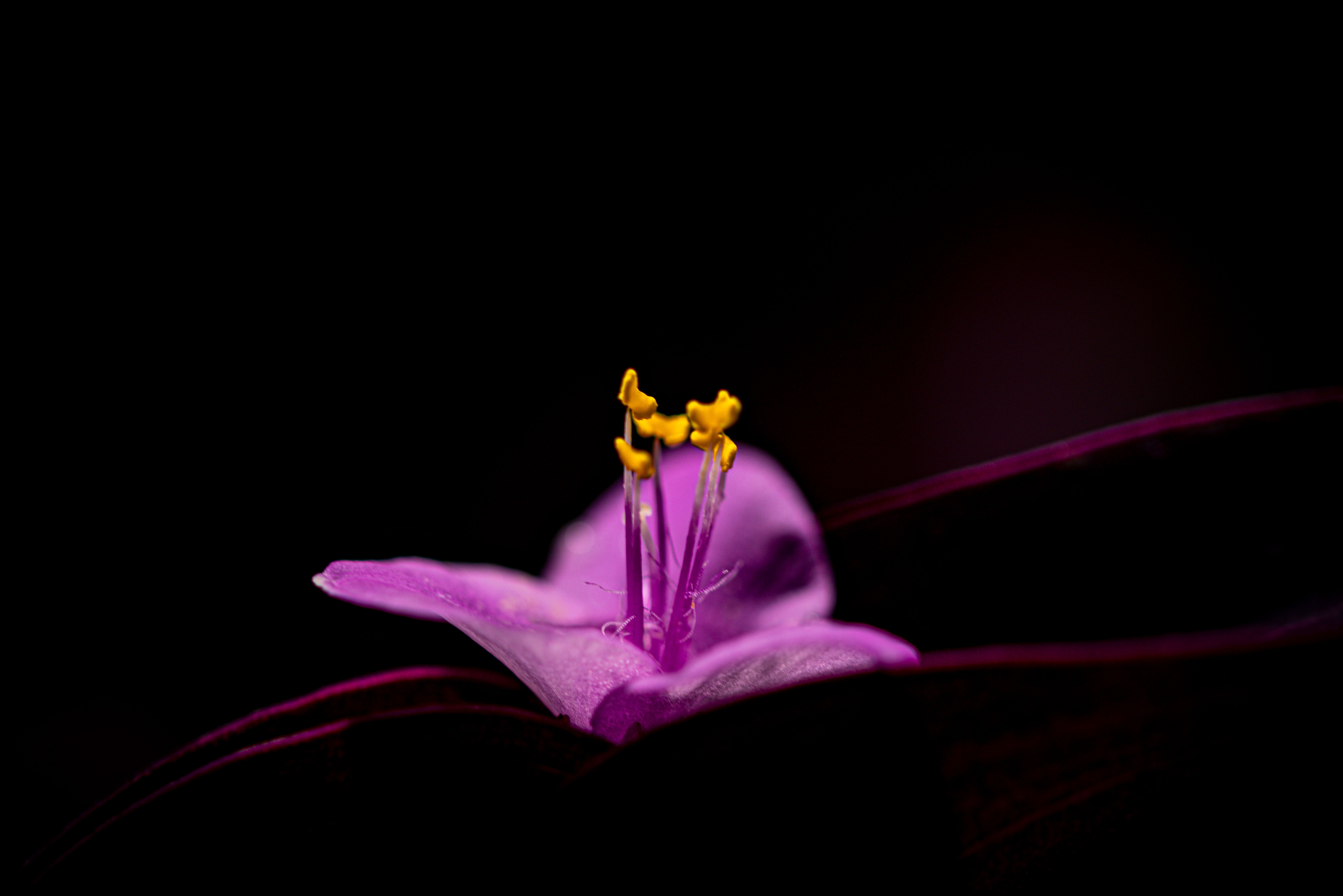 Close-Up of Pink Flower on Black Background · Free Stock Photo
