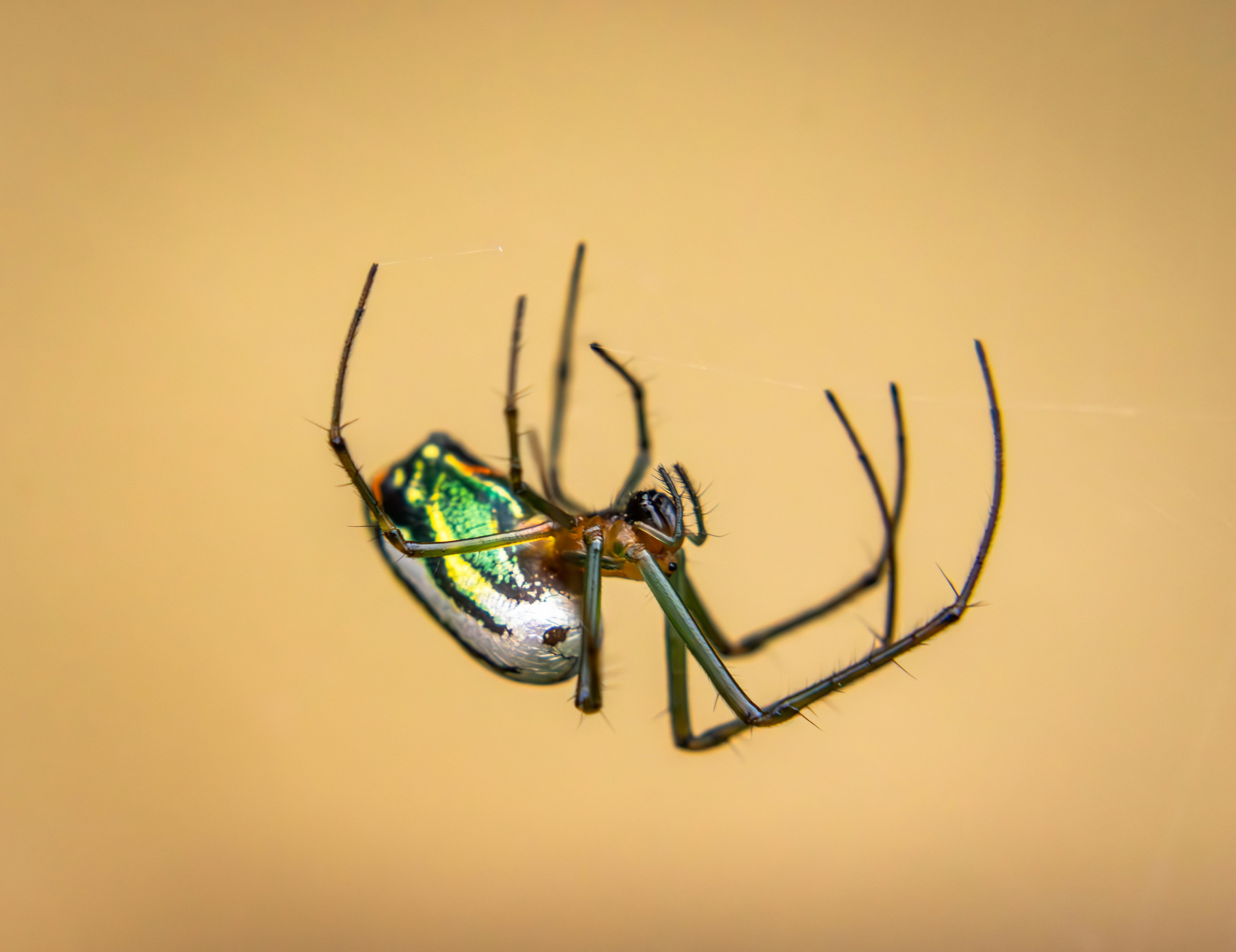 Gratuit Fotografie macro detaliată a unui păianjen Venusta de livadă atârnat cu capul în jos pe pânza sa, pe un fundal neclar. Fotografie de stoc