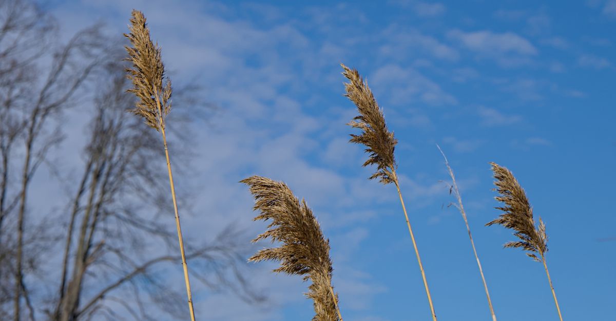 Blue Reed Golden Reeds Against a Blue Sky in Toronto · Free Stock Photo