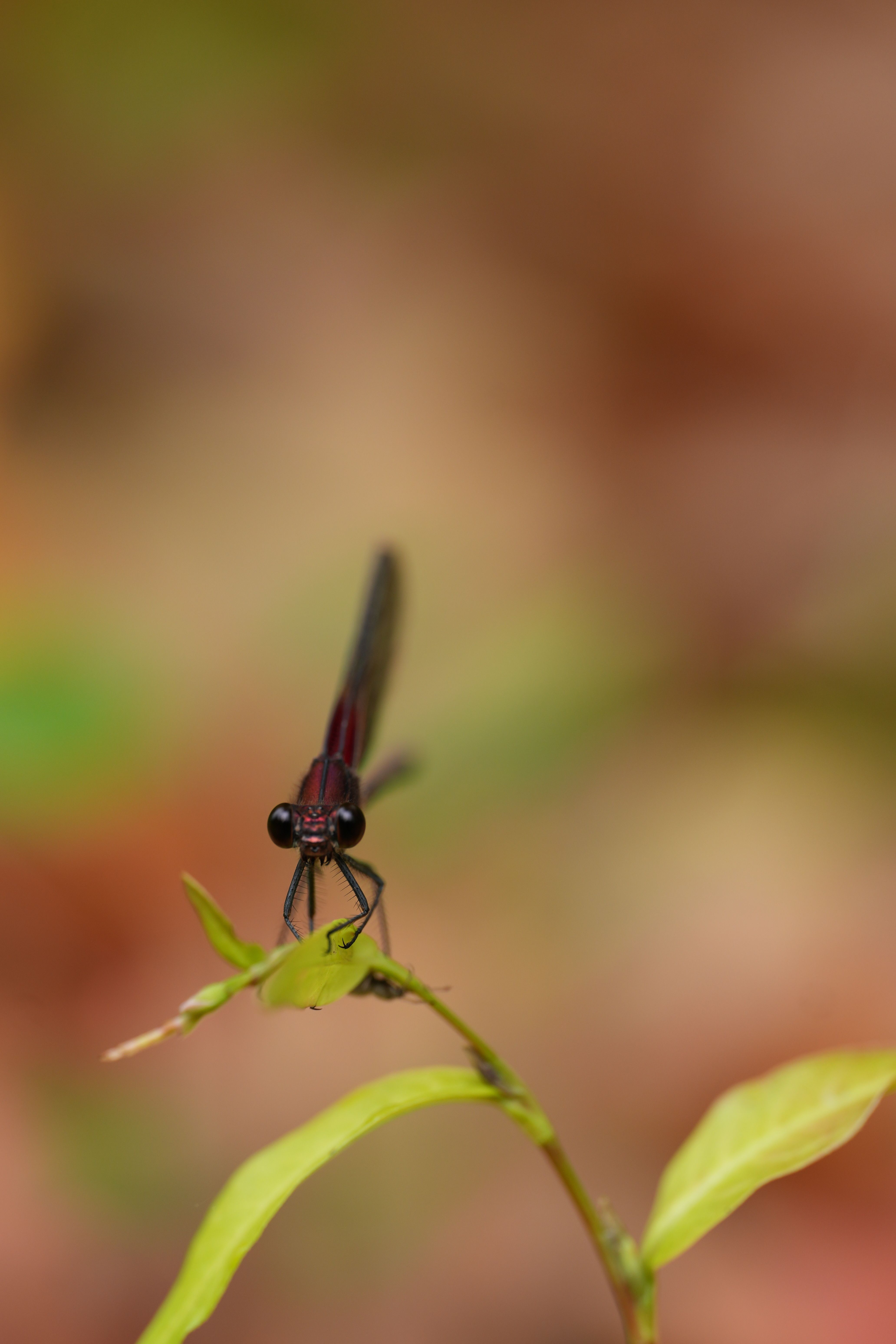 A black and blue dragonfly sitting on a leaf · Free Stock Photo