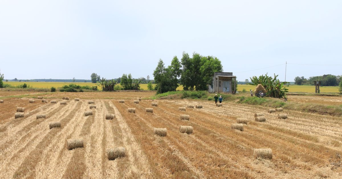 Hay Common Rice Vietnamese Rice Field with Hay Bales · Free Stock Photo