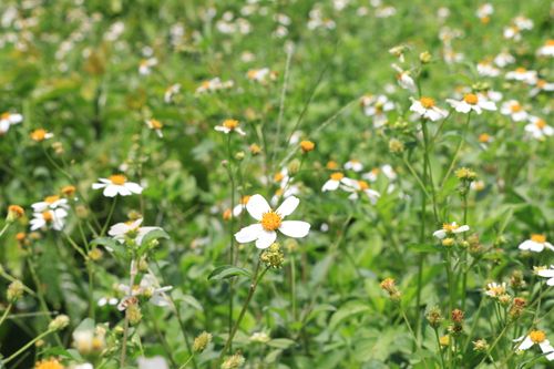 Free A vibrant field of wildflowers in Vietnam with blooming daisies under the sun. Stock Photo