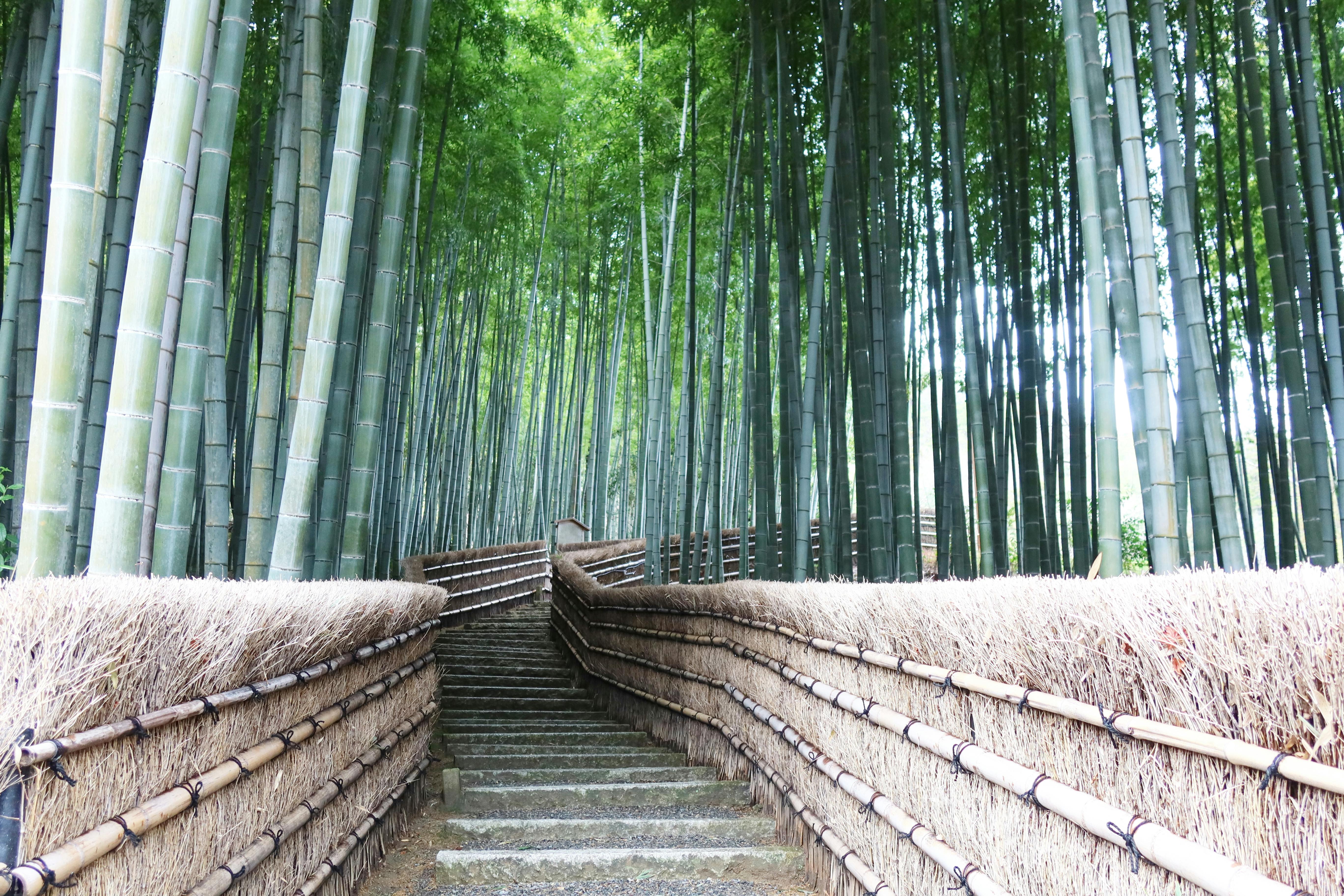 Menyusuri Keindahan Arashiyama Bamboo Forest di Kyoto: Panduan Lengkap untuk Wisatawan Indonesia
