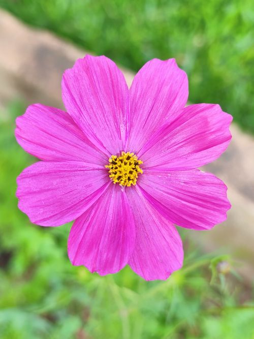 Free Close-up of a vibrant pink cosmos flower in full bloom, captured in Eldoret, Kenya. Stock Photo