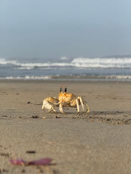 Close-up of a golden ghost crab on a sandy beach with gentle ocean waves in the background.