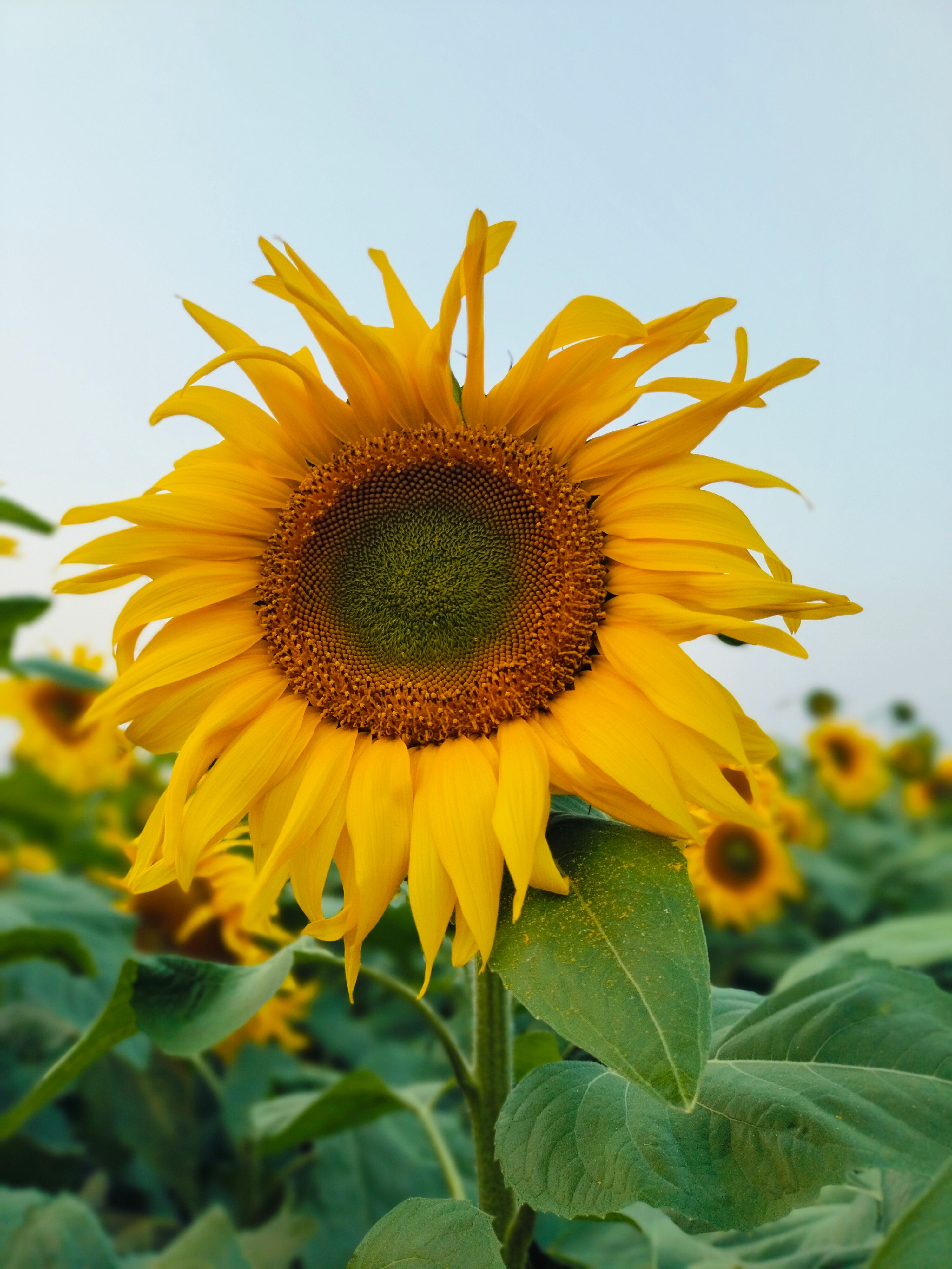 Vibrant Sunflower Bloom in a Summer Field · Free Stock Photo