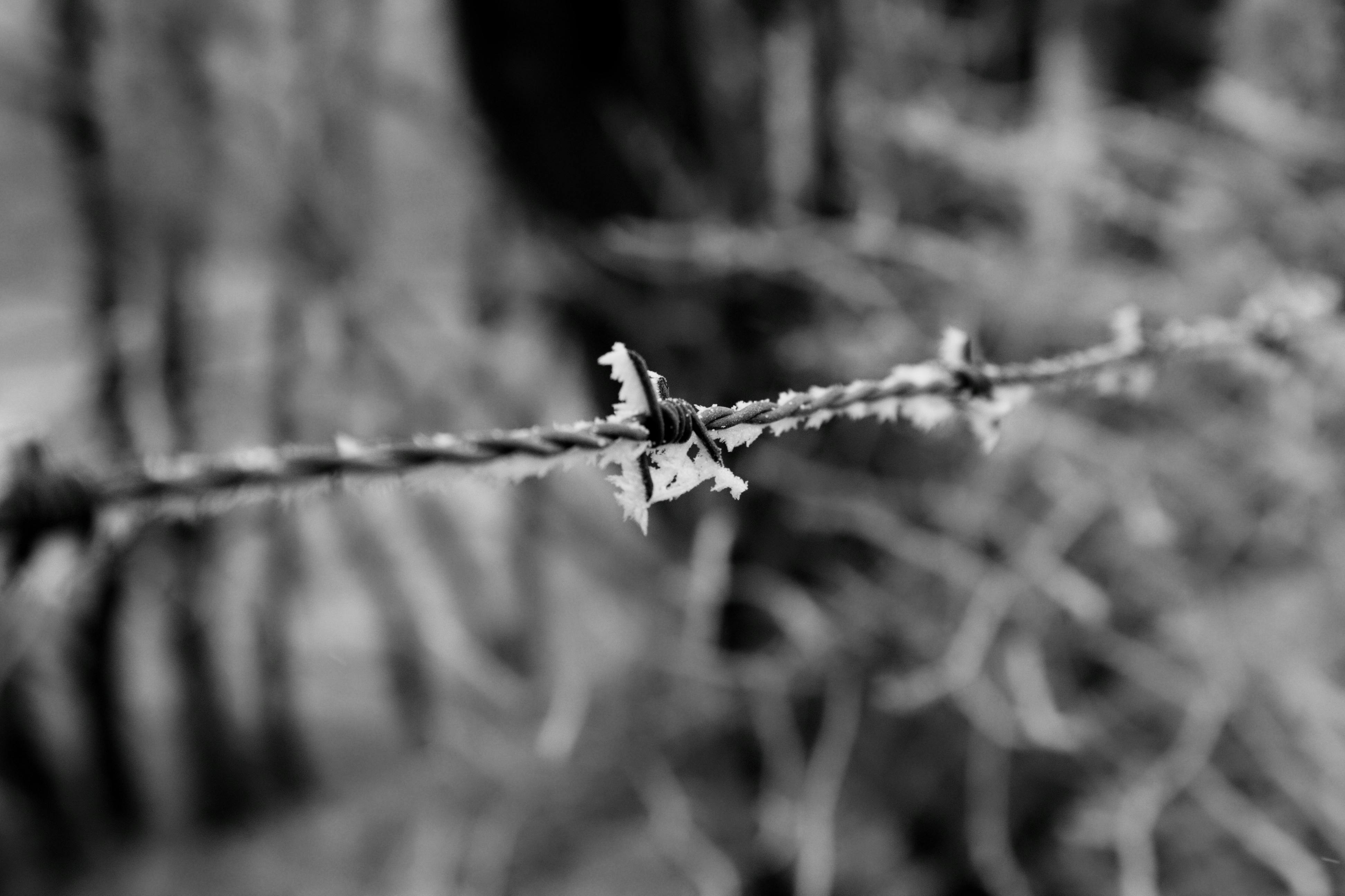 gratis Zwart-wit close-up van bevroren prikkeldraad in een winters landschap, wat een minimalistische uitstraling creëert. Stockfoto