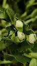 Close-up of Green Pea Plant in Bloom
