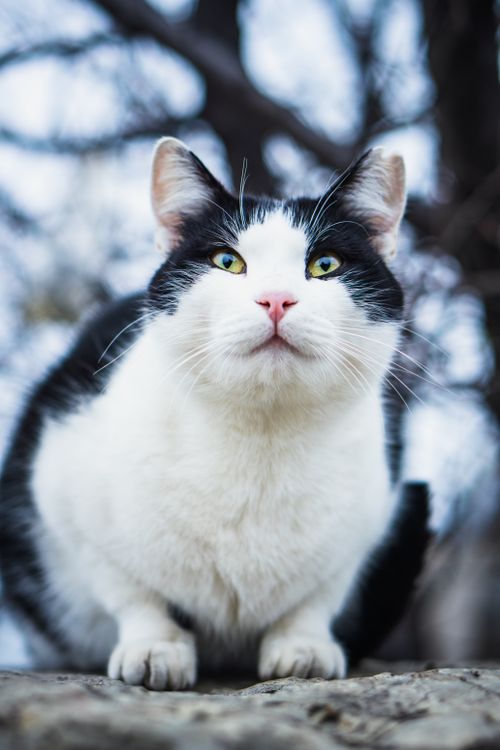 Free Striking close-up of a black and white cat with vivid eyes in an outdoor setting. Stock Photo