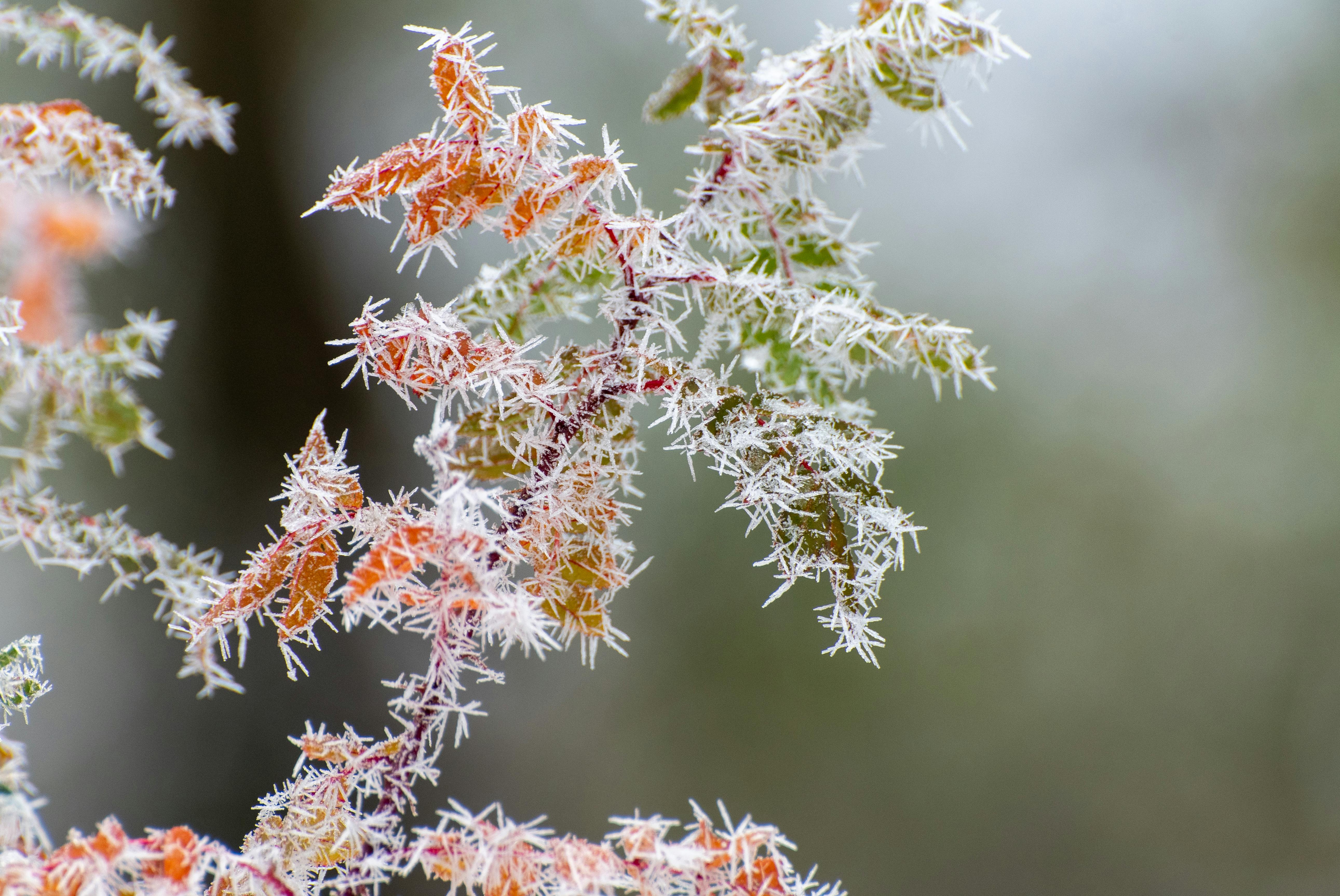 LncRNA DRIR regula tolerância ao congelamento em plantas ao degradar proteínas e alterar splicing de RNA