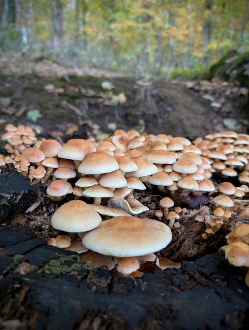 Free A close-up view of a cluster of mushrooms growing on a tree stump in a forest. Stock Photo