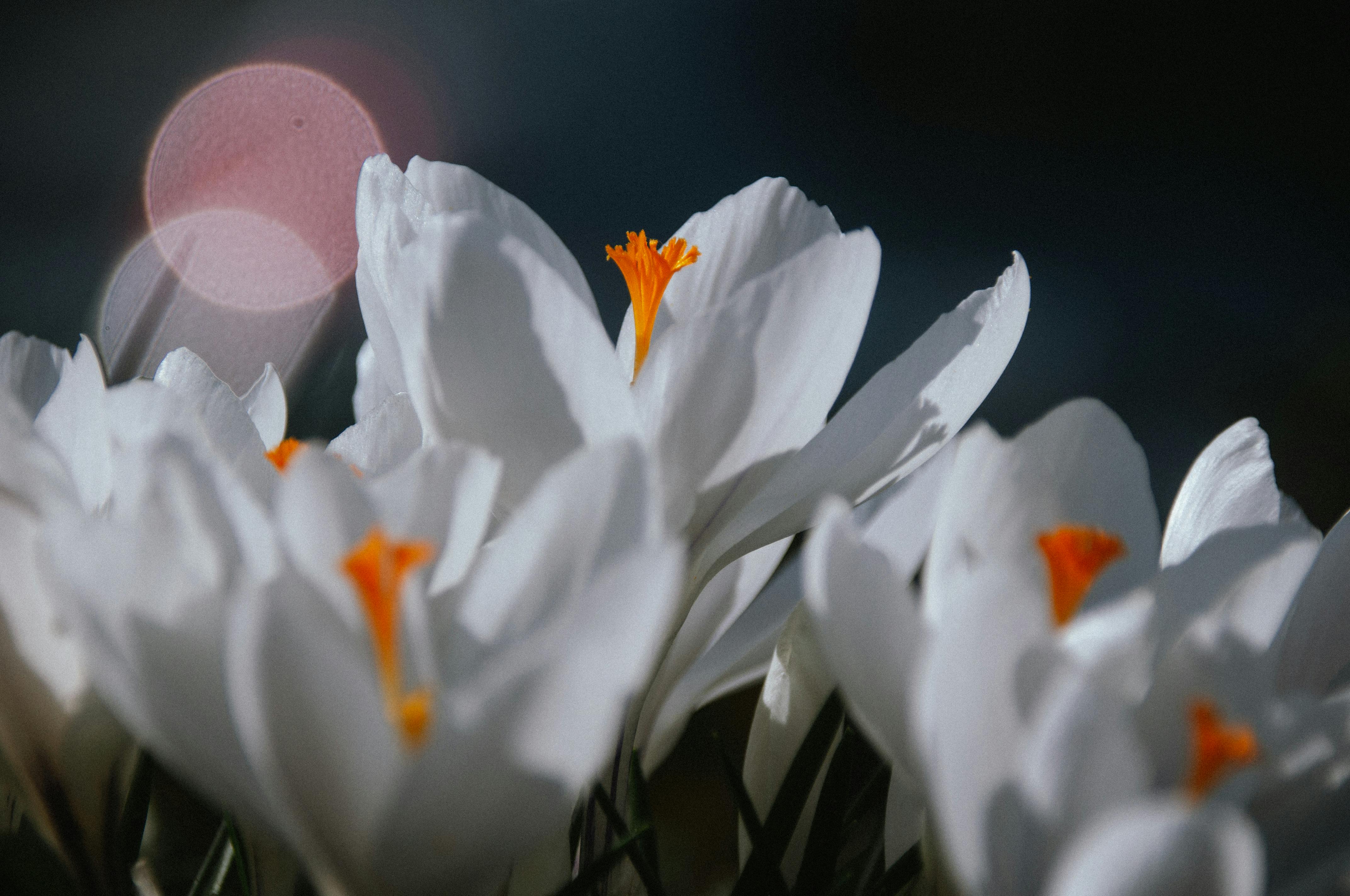 無料 @アウトドア, エレガント, オレンジ色の雄しべの無料の写真素材 写真素材