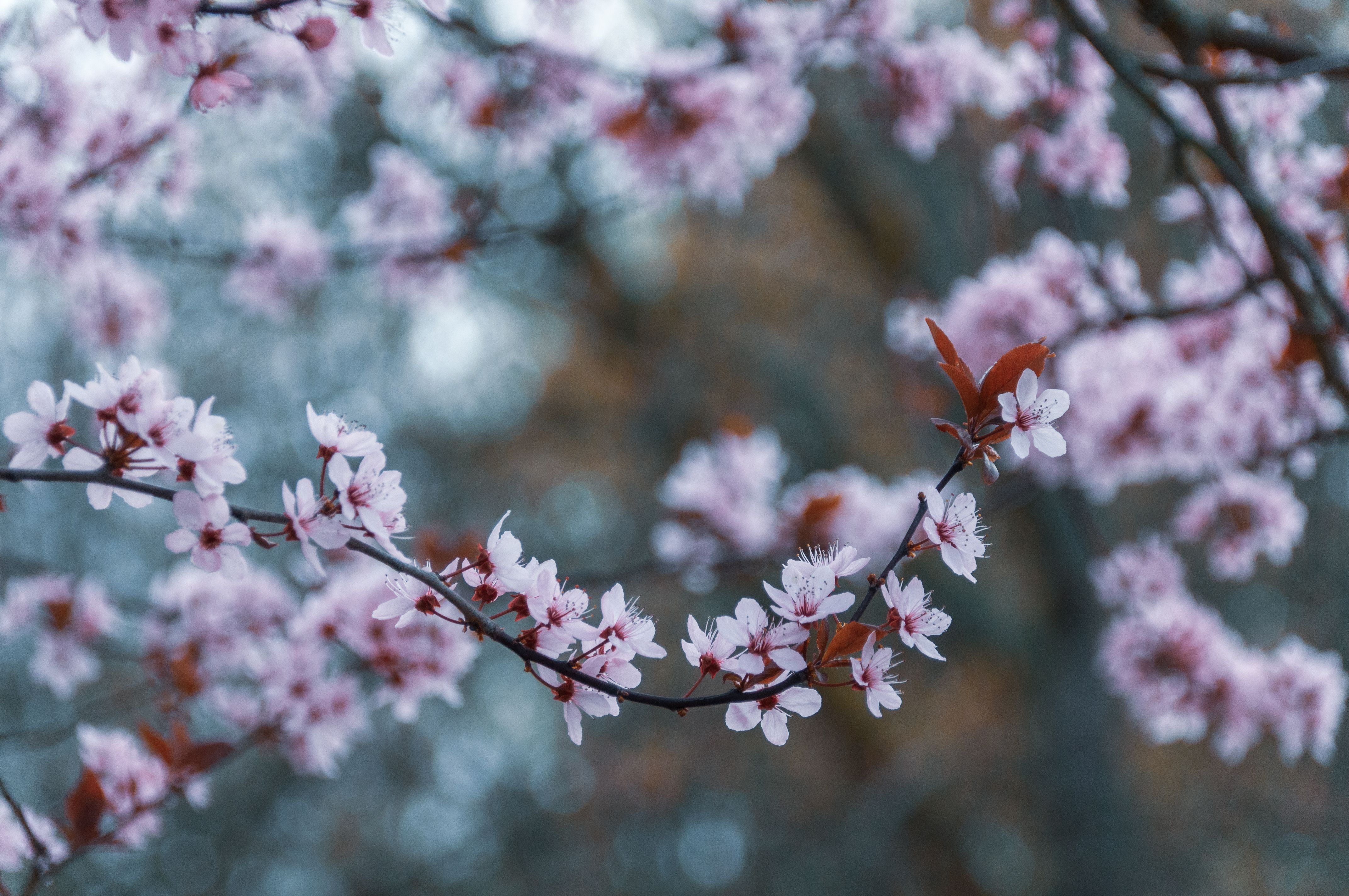 Close-Up of Cherry Blossom Branch in Spring · Free Stock Photo