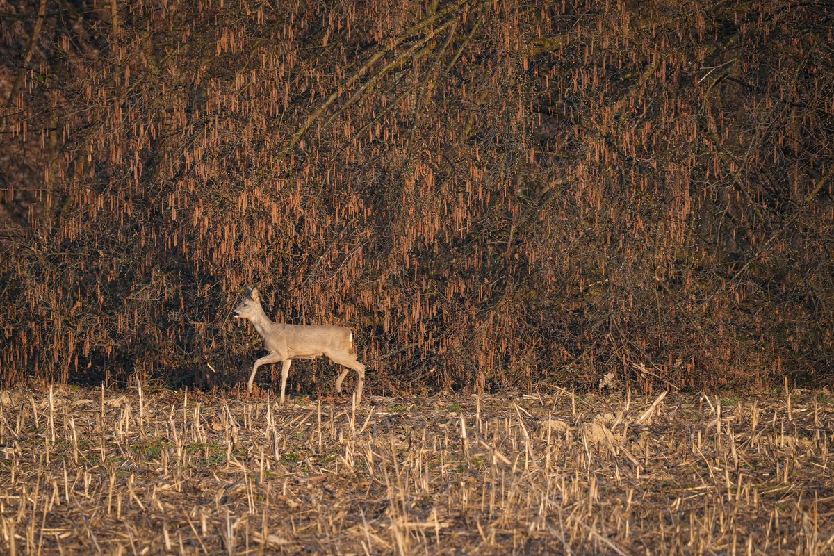 Whitetail deer walking the edge of a dense brown treeline above a strip of stubble