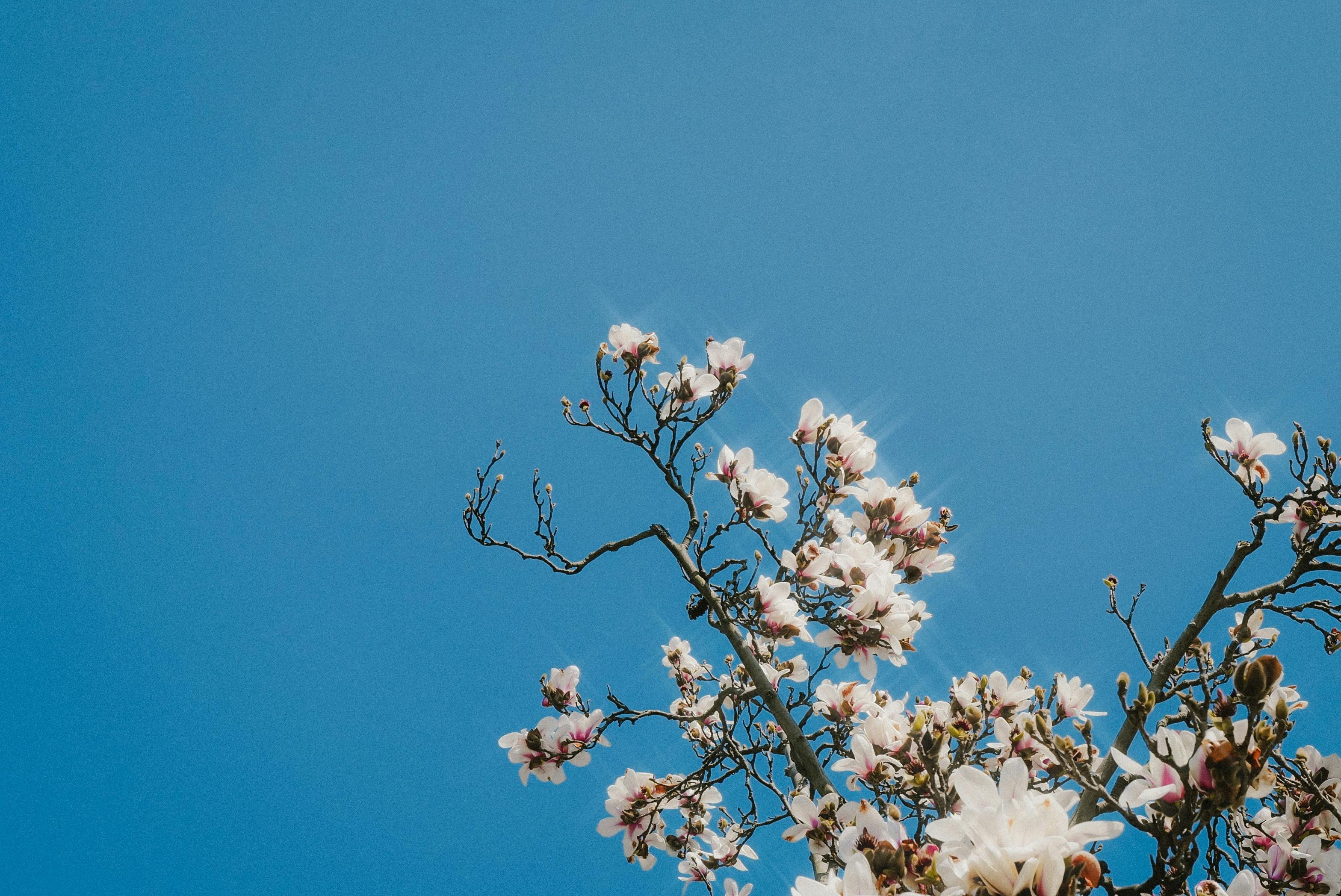Δωρεάν Εκπληκτική θέα των ανθών της μανόλιας με φόντο έναν καταγάλανο ουρανό, που αιχμαλωτίζει την ομορφιά της άνοιξης. Φωτογραφία από στοκ φωτογραφιών
