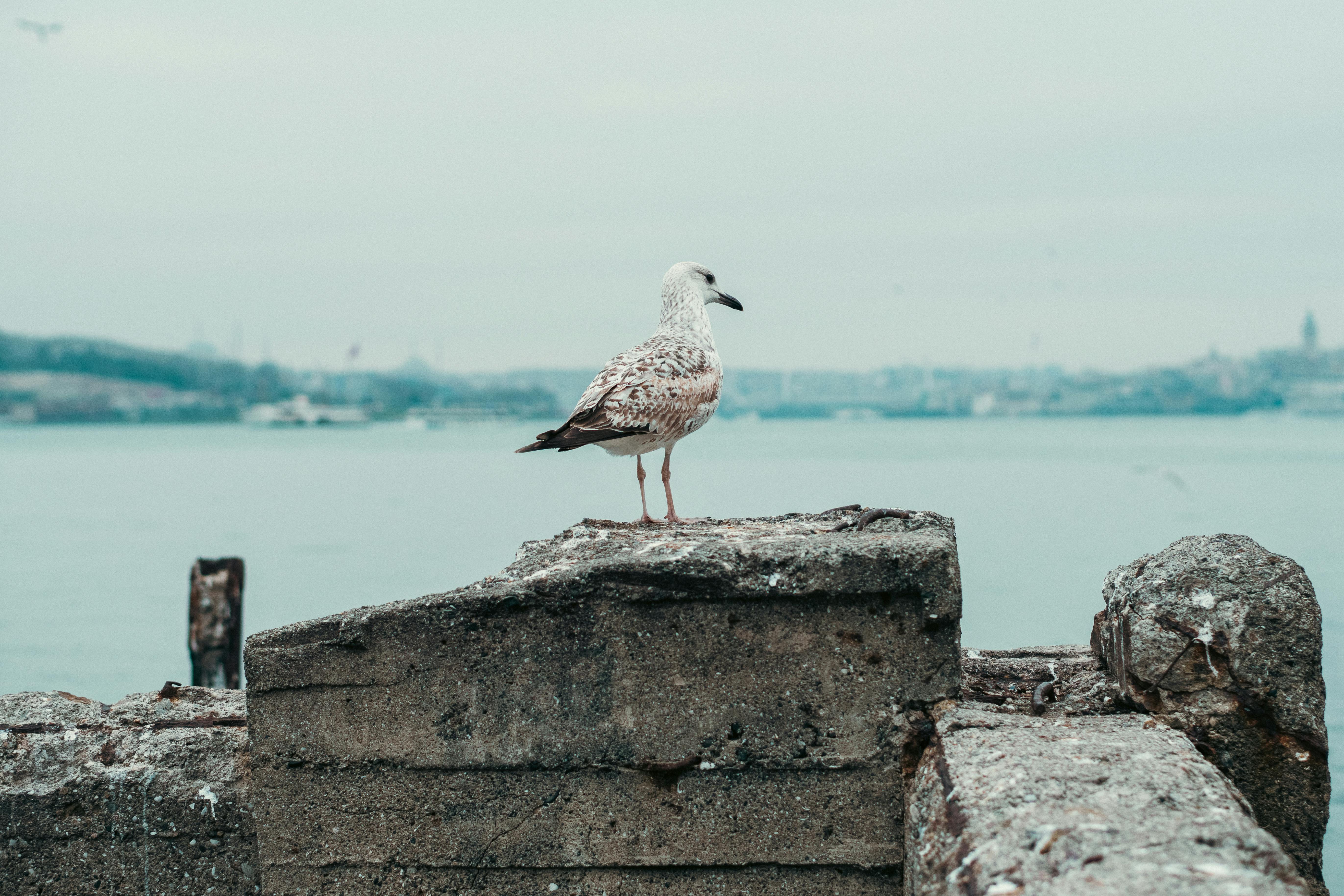 бесплатная Чайка, стоящая на бетонном полу над Босфором в Стамбуле, запечатлела городскую дикую природу. Стоковое фото