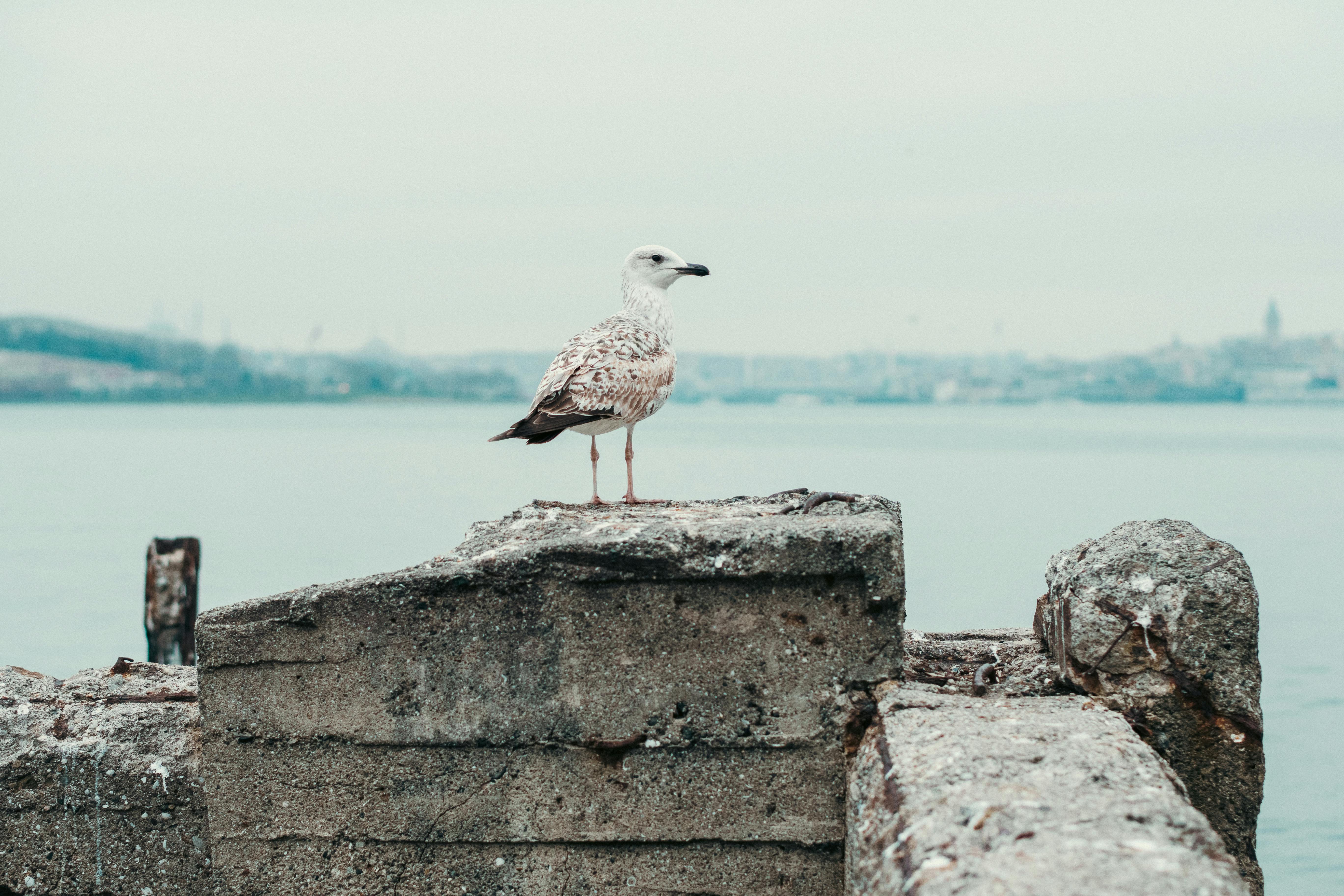 Δωρεάν Ένας γλάρος στέκεται σε μια τσιμεντένια προβλήτα δίπλα στον Βόσπορο στην Κωνσταντινούπολη, Τουρκία. Φωτογραφία από στοκ φωτογραφιών